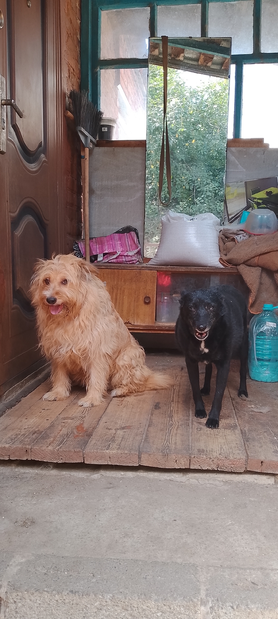 Two dogs, one light brown and shaggy and the other black and short-haired, are sitting on a wooden porch. The brown dog is on the left, facing forward with its tongue out. The black dog is on the right, standing and looking towards the camera with its mouth open. Behind the dogs is a wooden cabinet with several items on top, including a white bag, a pink bag, a plastic bottle, and a brown blanket. A large mirror hangs on the wall behind the cabinet, reflecting trees and the sky. The porch appears to be attached to a building with a wooden door on the left. The scene is outdoors, likely in a residential area. It is not possible to determine the specific location within the city of Belgorod, Russia from the image.