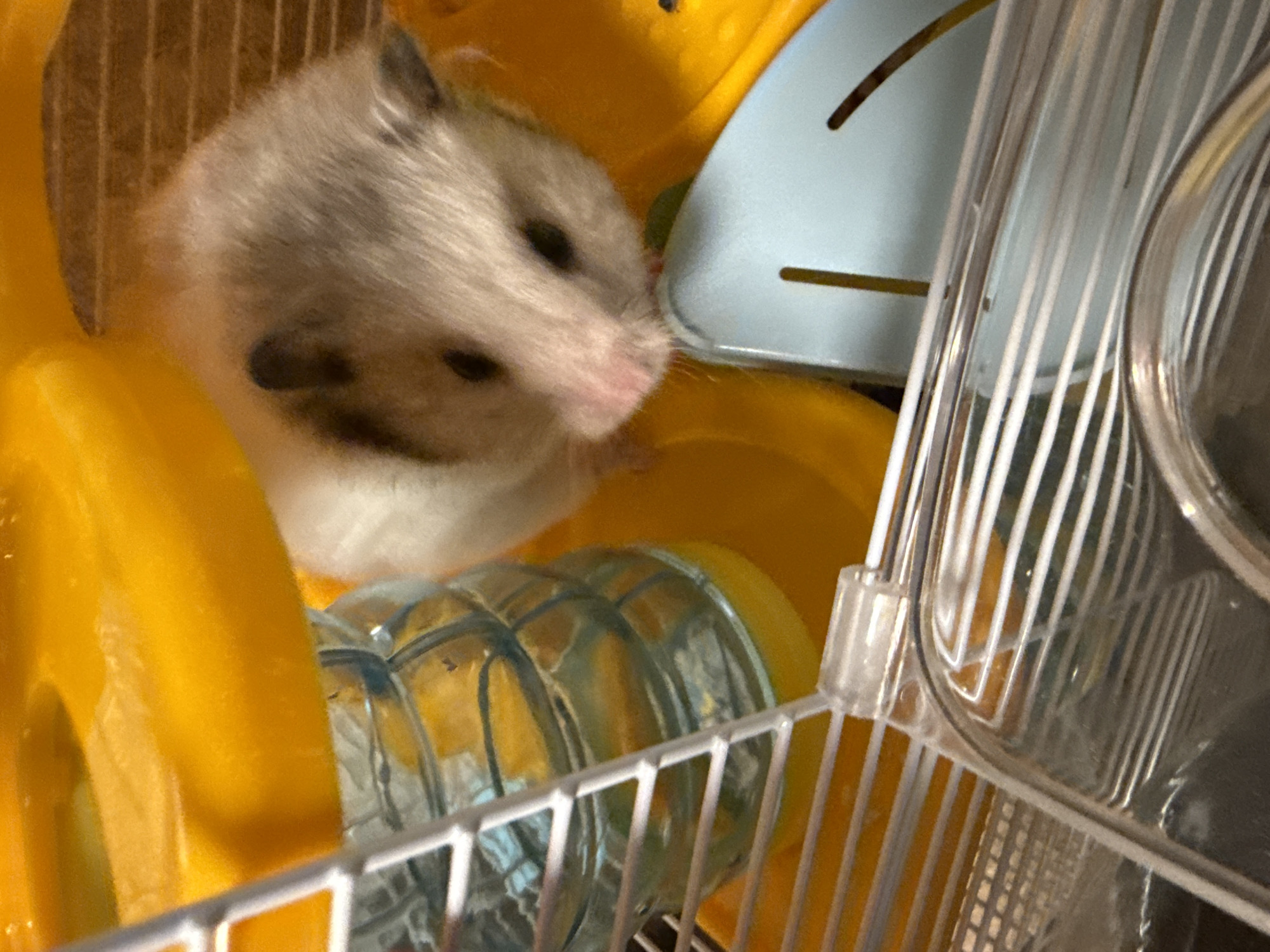 The image shows a close-up view of a hamster inside a brightly colored yellow plastic cage. The hamster, which appears to be a dwarf hamster breed, has light gray and white fur, dark eyes, and a pink nose. It is positioned in the center of the frame, looking slightly down towards a blue plastic accessory within the cage. The cage features a water bottle with a metal spout, which is partially visible on the left side. The environment appears to be indoors, with a patterned surface visible in the background, possibly the bedding of the cage. There is no information about the location in Izhevsk, Russia, or any people present in the image.