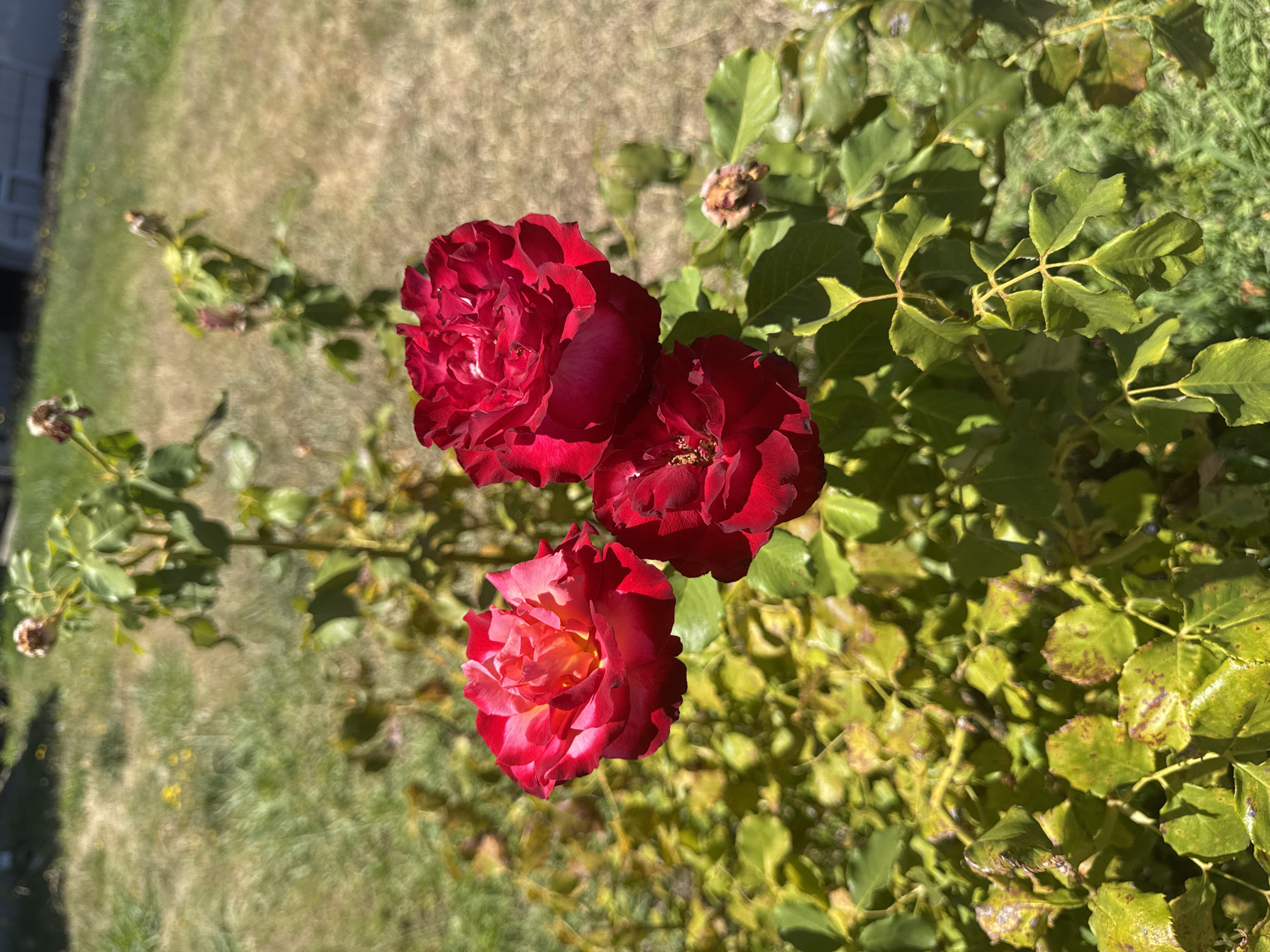 A cluster of three vibrant red roses is in sharp focus against a softly blurred background of green foliage and dry grass. The roses exhibit numerous ruffled petals, with the uppermost rose showing hints of lighter red and yellow in its center. The leaves of the rose bush are predominantly green, some showing yellowing and brown spots. The ground is covered in patchy dry grass, with a hint of a white structure visible in the upper right corner, possibly a fence or part of a building. The overall lighting suggests a sunny day. The image was captured in Fair Oaks, United States.