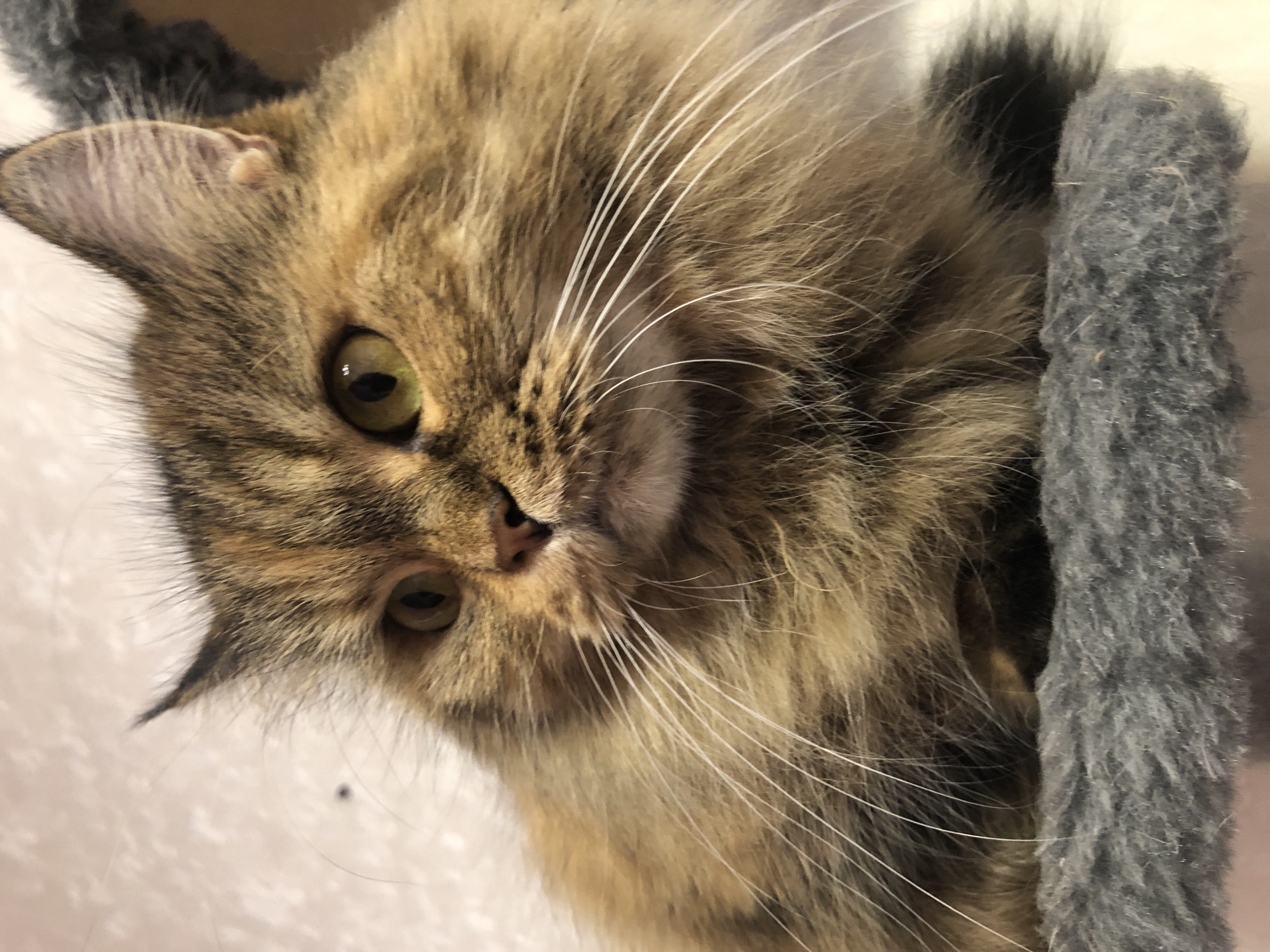 A close-up, eye-level, medium shot captures a fluffy, brown and black tabby cat with bright green eyes looking to its left. The cat's fur is long and appears soft. Its white whiskers are prominent against its fur. The cat is positioned on a grey, fuzzy surface, likely part of a cat tree or furniture. The background is a blurred, light pinkish-beige color with a textured pattern. No city or location information is available.
