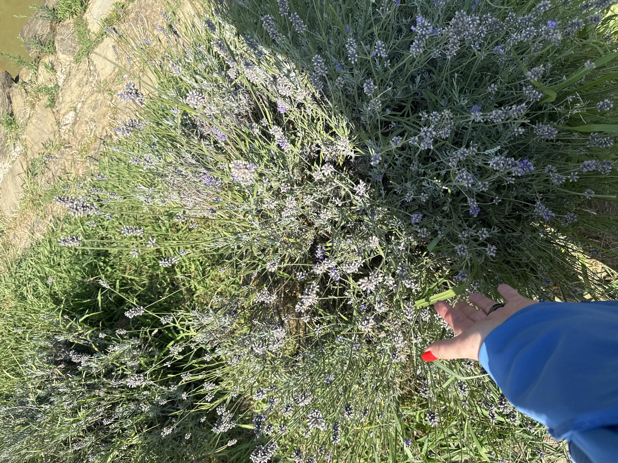 In Progress, Russia, a hand with bright red nail polish reaches out towards a large bush of lavender flowers. The hand, wearing a dark ring on the ring finger, is partially covered by a bright blue garment. The lavender bush is dense with numerous purple flower spikes and green foliage. In the background, a path of flagstones leads to a body of water, with some rocks and grass bordering the path. The scene is illuminated by bright sunlight, casting shadows on the foliage.