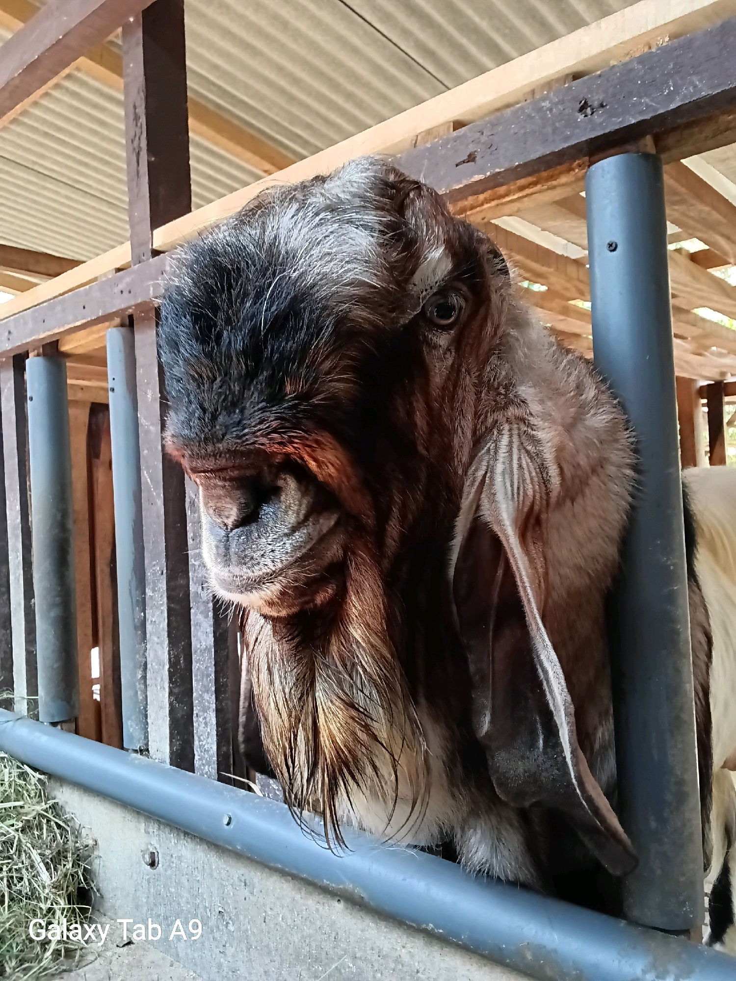 A close-up, eye-level shot features the head of a brown and white goat looking down and to the left within a rustic wooden enclosure. The goat's fur is thick and shaggy, with dark brown and black markings around its face and head, contrasting with lighter brown and white fur on its neck and body. Its long, floppy ears are prominent, hanging down on either side of its head, and its large, dark eye is visible on the left side of its face. The goat is positioned behind a horizontal grey pipe and vertical grey poles that form part of the enclosure's fence. Behind the goat, wooden beams and corrugated metal roofing are visible, suggesting an outdoor or semi-outdoor structure. The overall impression is of a farm or animal husbandry setting. The image contains a watermark at the bottom left corner that reads "Galaxy Tab A9."