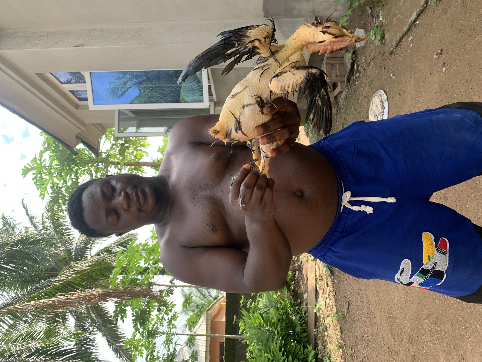 An outdoor scene in Akwanga, Nigeria, depicts a dark-skinned male subject, approximately 30-40 years old, standing centrally in the frame. He is shirtless, displaying a muscular torso and arms, and wears blue drawstring shorts with a multi-colored alligator/crocodile emblem on the left thigh. The subject is holding a freshly plucked, yellowish chicken with both hands, inspecting or further preparing it. Remnants of dark feathers are visible on the chicken's wings and tail, and its head hangs downwards.
The ground beneath the subject is unpaved, consisting of reddish-brown soil with scattered small plants and debris. A white, circular plastic object rests on the ground to the left of the subject's right leg, and a small dark reddish stain is visible on the ground directly below the chicken's head.
The background features tropical vegetation, including a large palm tree dominating the upper left, and several smaller trees with broad green leaves (likely papaya trees) positioned behind and to the left of the subject. Lush green bushes are visible at mid-ground on the left.
To the right, a light-colored concrete building with a dark roofline is present. Two windows are visible on this structure; the lower window is open outwards, revealing blue-tinted glass reflecting palm trees and the sky. The upper window is closed and also reflects the sky. In the far background on the left, a partial view of another building with a light-colored roof and reddish walls is discernible amidst the foliage. The sky is partially cloudy.