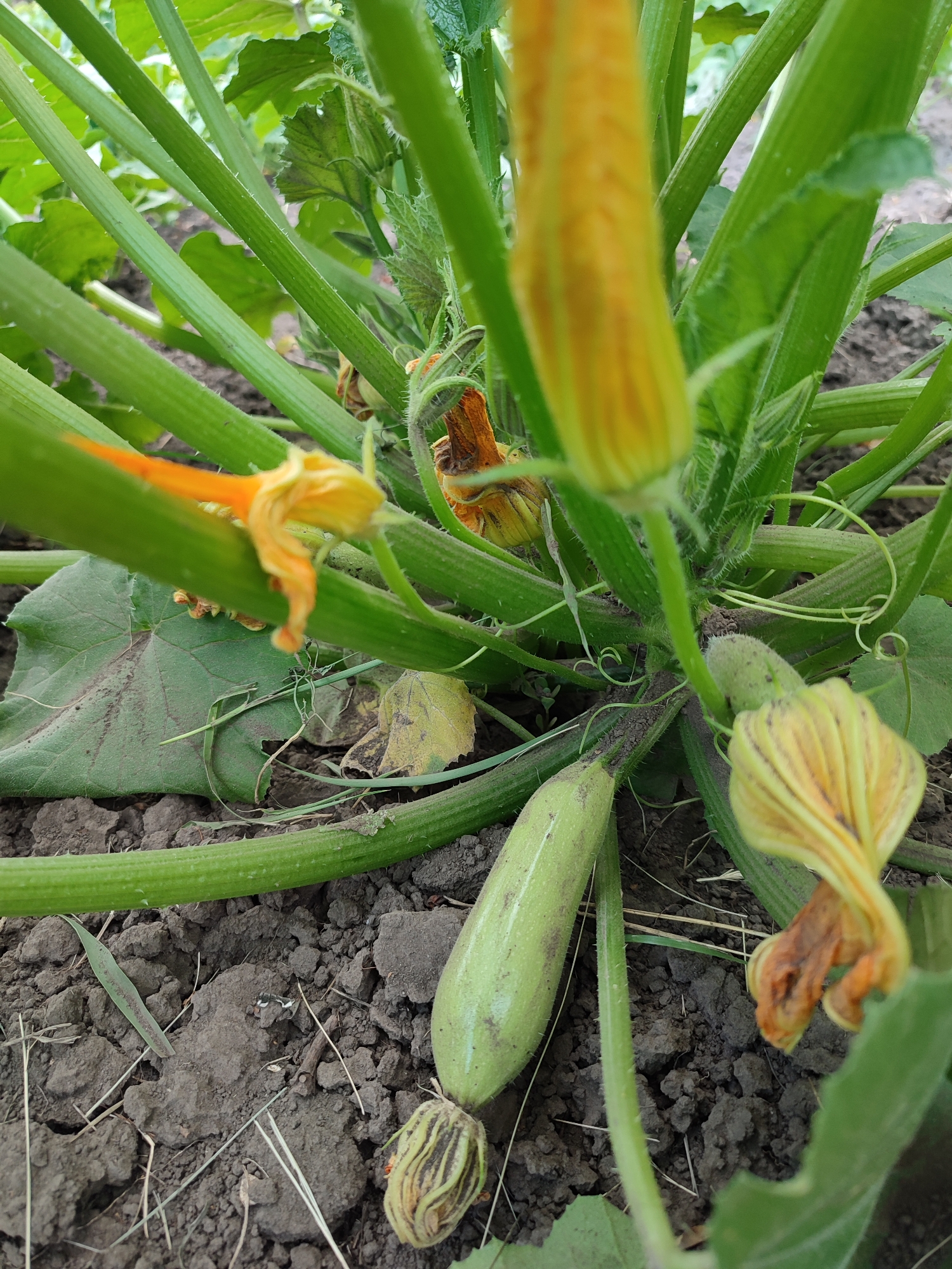 A close-up, eye-level shot captures a zucchini plant growing in dark, tilled soil within Shyshaky, Ukraine. The plant features thick, ribbed green stems, some of which are adorned with tiny, white hairs. Several zucchini fruits, elongated and pale green, are visible, some appearing immature and others more developed. Yellow and orange zucchini flowers, some partially closed and others open, are also present, with some showing signs of wilting. The background consists of out-of-focus green foliage and the earthy ground.