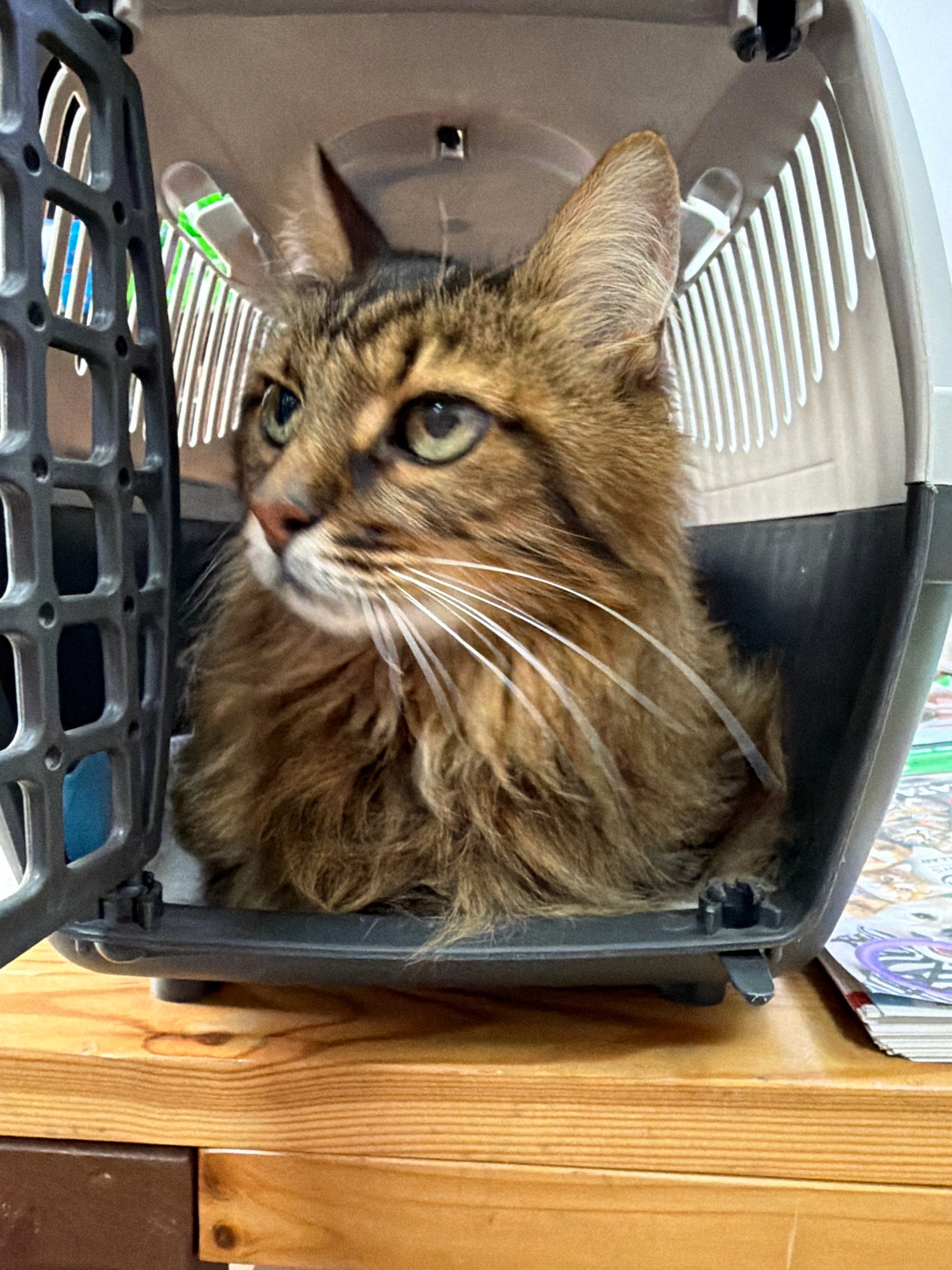 A long-haired tabby cat is inside a gray and beige pet carrier. The carrier is open on the left side, revealing a black plastic grate. The cat is looking to the left with bright green eyes. Its fur is brown with dark tabby stripes. The carrier is sitting on a wooden surface. There are stacks of magazines to the right of the carrier. This image was taken in Kyiv, Ukraine.
