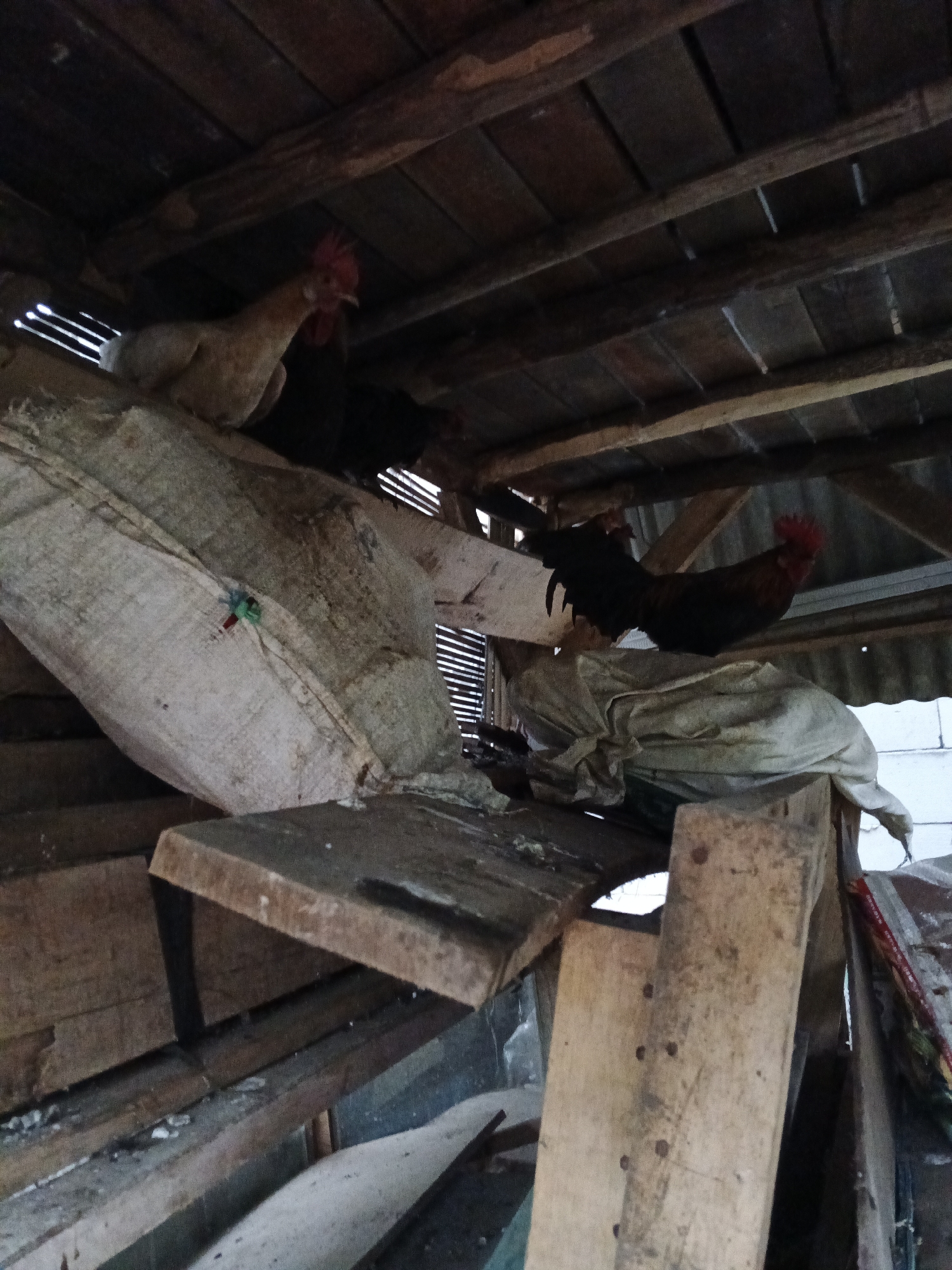 Two roosters are perched within a rustic, wooden structure, possibly a coop or storage area, in Warungkiara, Indonesia. The structure is constructed from rough-hewn wooden beams and planks, with some sections covered by what appear to be large, white burlap sacks. The ceiling is made of wooden planks, with gaps allowing some light to filter through. One rooster, light brown and white with a red comb, is positioned on a sack in the upper left of the frame. Another rooster, predominantly black and red with a prominent red comb, is perched on a sack further back and to the right. The environment is cluttered with various wooden materials and the burlap sacks, suggesting a utilitarian or storage space.