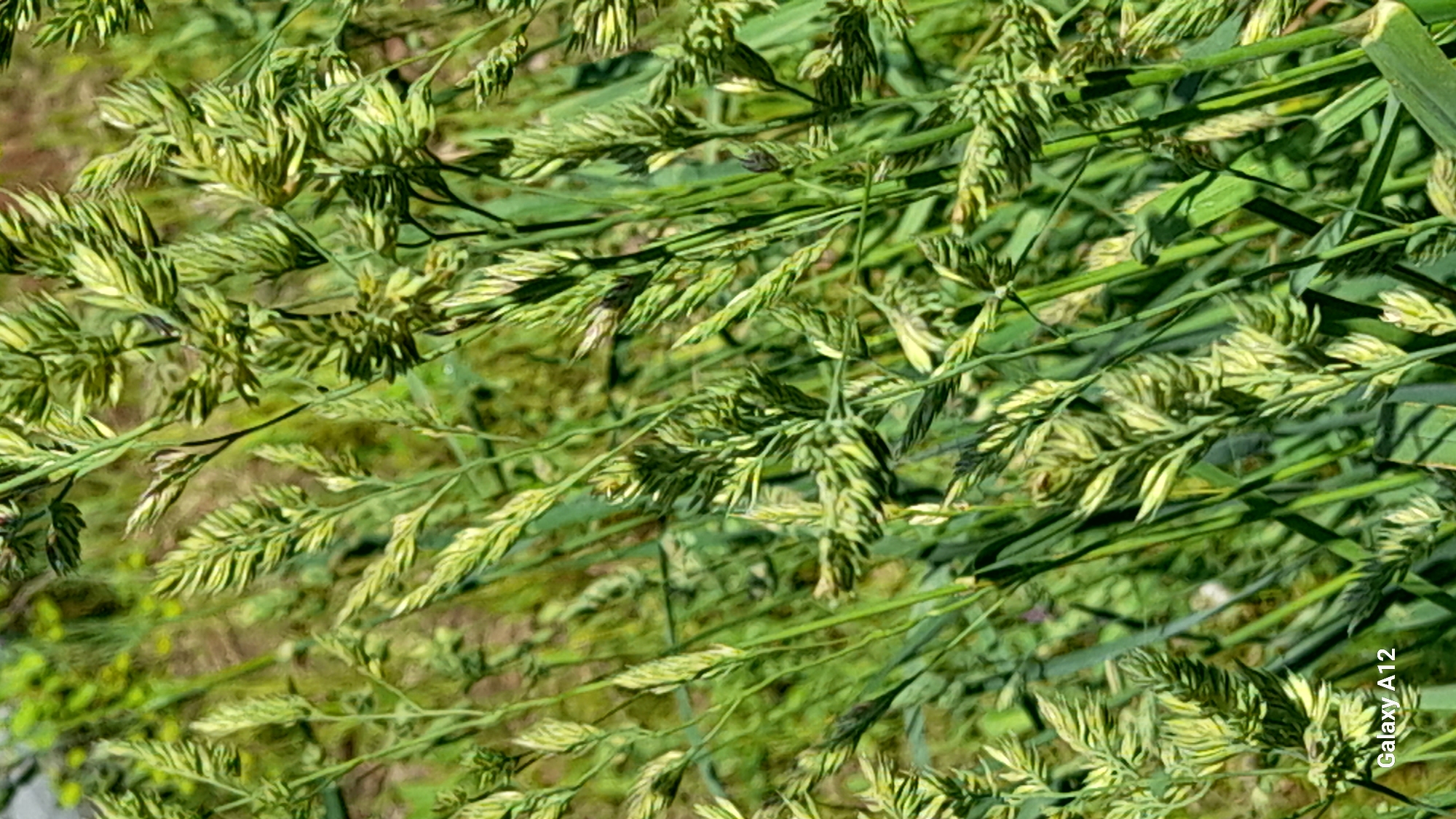 The image shows a close-up of a patch of grass with seed heads. The grass is predominantly green with some yellow variegation. The background is blurry and indistinct, but suggests more vegetation. The location is potentially Марковский, Russia, based on the implied origin of the image. There are no people visible.