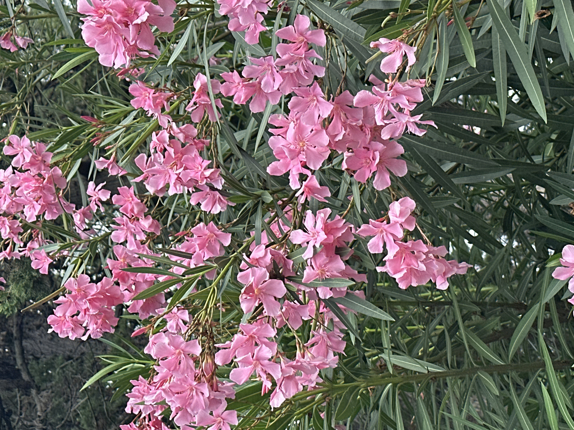 The image shows a close-up view of a cluster of bright pink oleander flowers, scientifically known as Nerium oleander, in bloom. The flowers are delicate with five petals each and are arranged in clusters atop long, slender green stems. The leaves of the oleander plant are long, narrow, and lance-shaped, a deep green color, and are densely packed, creating a lush backdrop for the blossoms. The flowers exhibit a vibrant pink hue, ranging from a soft pastel to a more intense fuchsia, with some petals appearing slightly ruffled or wavy. In the background, out of focus, are darker green foliage and what appears to be tree trunks, suggesting a natural or park-like setting. The lighting suggests it is daytime, with soft light illuminating the flowers. The overall impression is one of abundant floral growth. There is no indication of people or any man-made structures within the frame. The scene is consistent with a botanical garden, a park, or a residential garden in a warm climate. Given that the request specifies Sochi, Russia, this scene could be found in one of Sochi's numerous parks, botanical gardens, or along its numerous coastal avenues, which are known for their lush Mediterranean and subtropical vegetation.