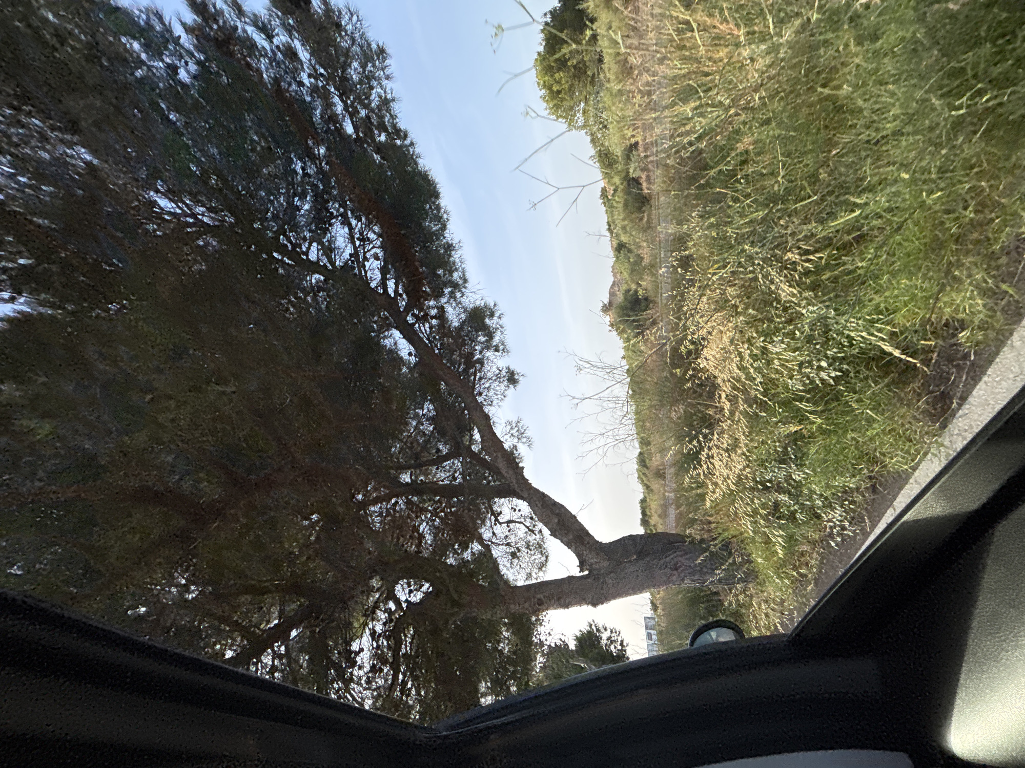 The image shows a view from inside a vehicle, looking out the passenger side window. A large tree with dark green foliage dominates the center of the frame, with its branches extending across the sky. The tree has a thick, textured trunk that forks into two main branches. To the right of the tree, there is a landscape of dry grass, scrub brush, and some smaller trees under a clear, pale blue sky. In the distance, there are hints of buildings or structures and a low, rocky hill. The foreground shows the interior of the car's door panel and window frame. The overall scene suggests a dry, somewhat arid environment, possibly a roadside in a rural or semi-rural area. The car appears to be in motion, as indicated by the blurred foliage in the background and the angle of the shot. The image is undated and its precise location within Orihuela, Spain, cannot be determined solely from the visual information provided.