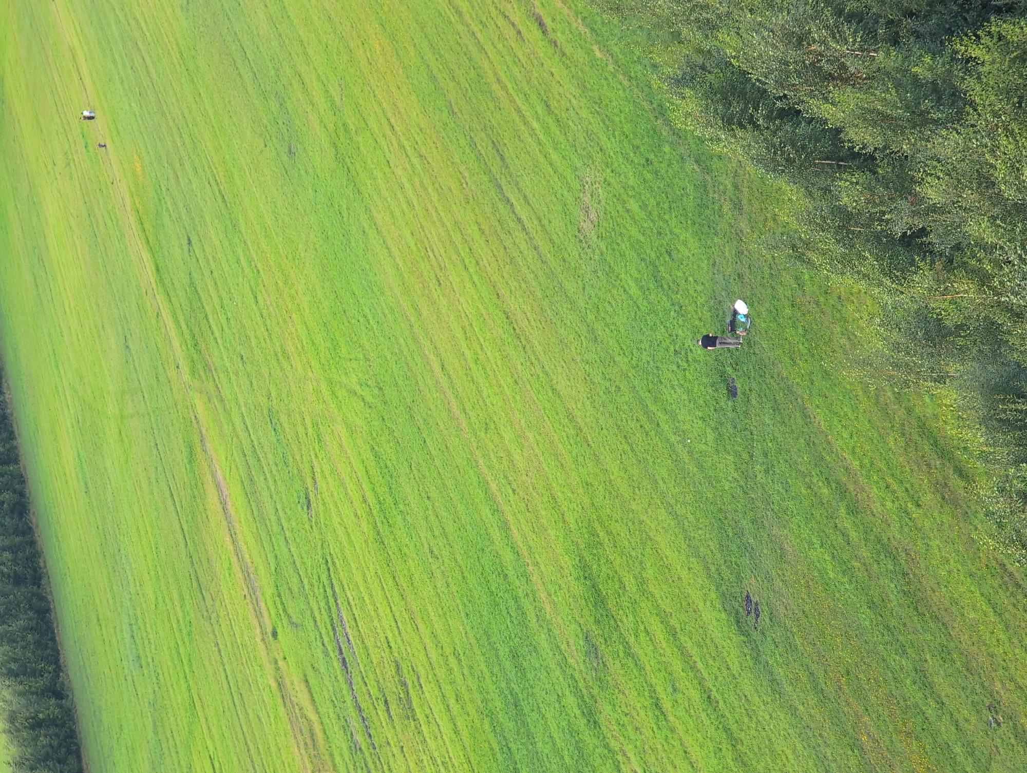 The image is an aerial view of a vast, green, mowed field with visible rows. The field slopes downwards from left to right. In the upper right quadrant of the image, three small figures, likely humans, are visible walking away from the viewer. In the lower half of the image, closer to the foreground, a single figure is standing in the field, facing away from the viewer. Next to this figure are a few objects, appearing to be a bag, a blue and white object resembling a cooler or bag, and a round, white object. The lower right edge of the image is bordered by a dense line of green trees. The overall scene suggests a rural or park-like setting, possibly within or on the outskirts of Bugry, Russia, given the information provided. The lighting suggests it is daytime, with the sun casting subtle shadows and highlighting the texture of the grass.