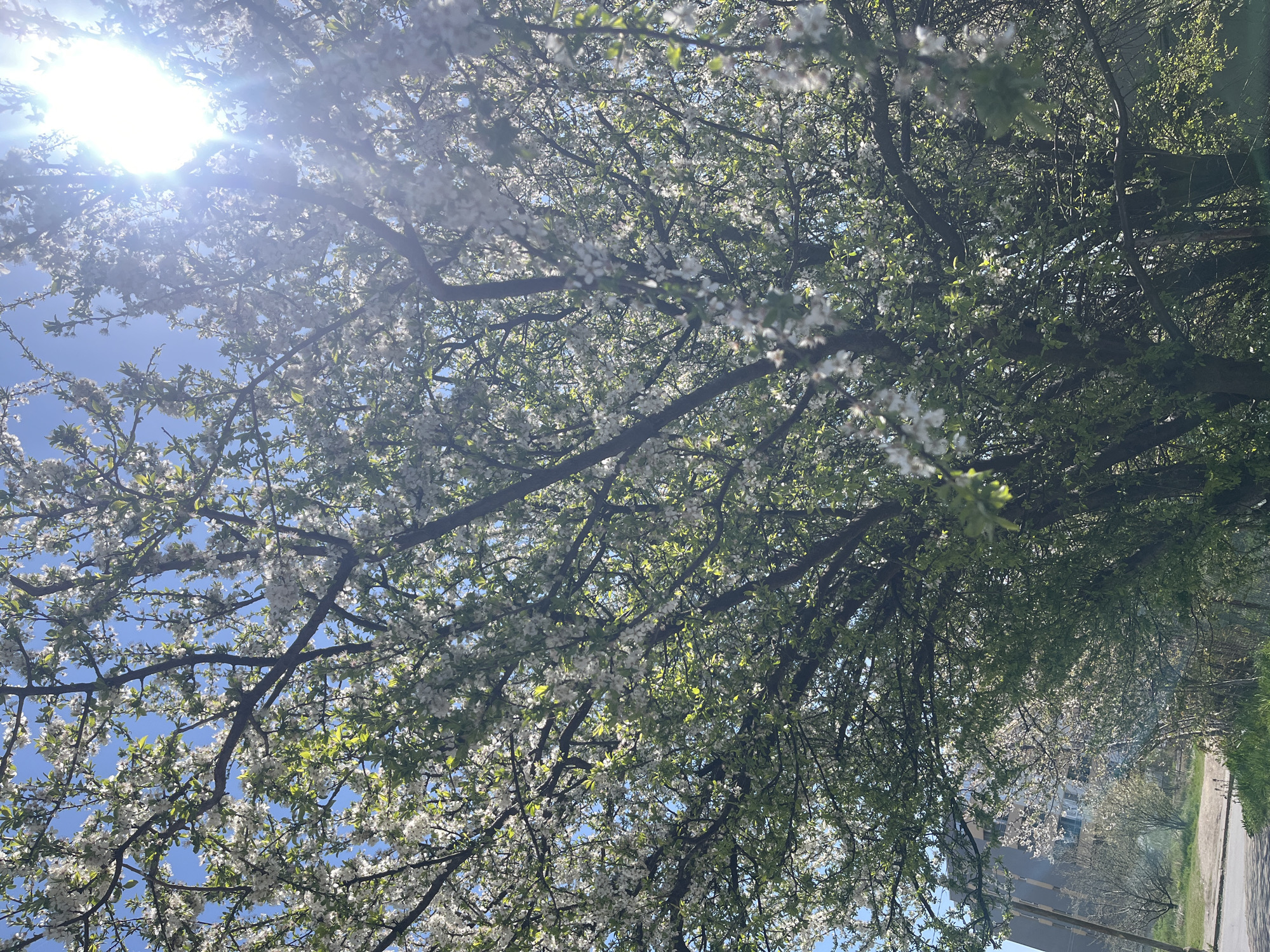 The image shows a view looking up through a tree canopy with white blossoms against a blue sky with bright sunlight. The branches are bare except for the blossoms and some new green leaves. In the background, a building can be seen along with a sidewalk and some greenery. The location is likely a park or street in Sofia, Bulgaria, given the image origin. The scene depicts a typical spring day in the city.