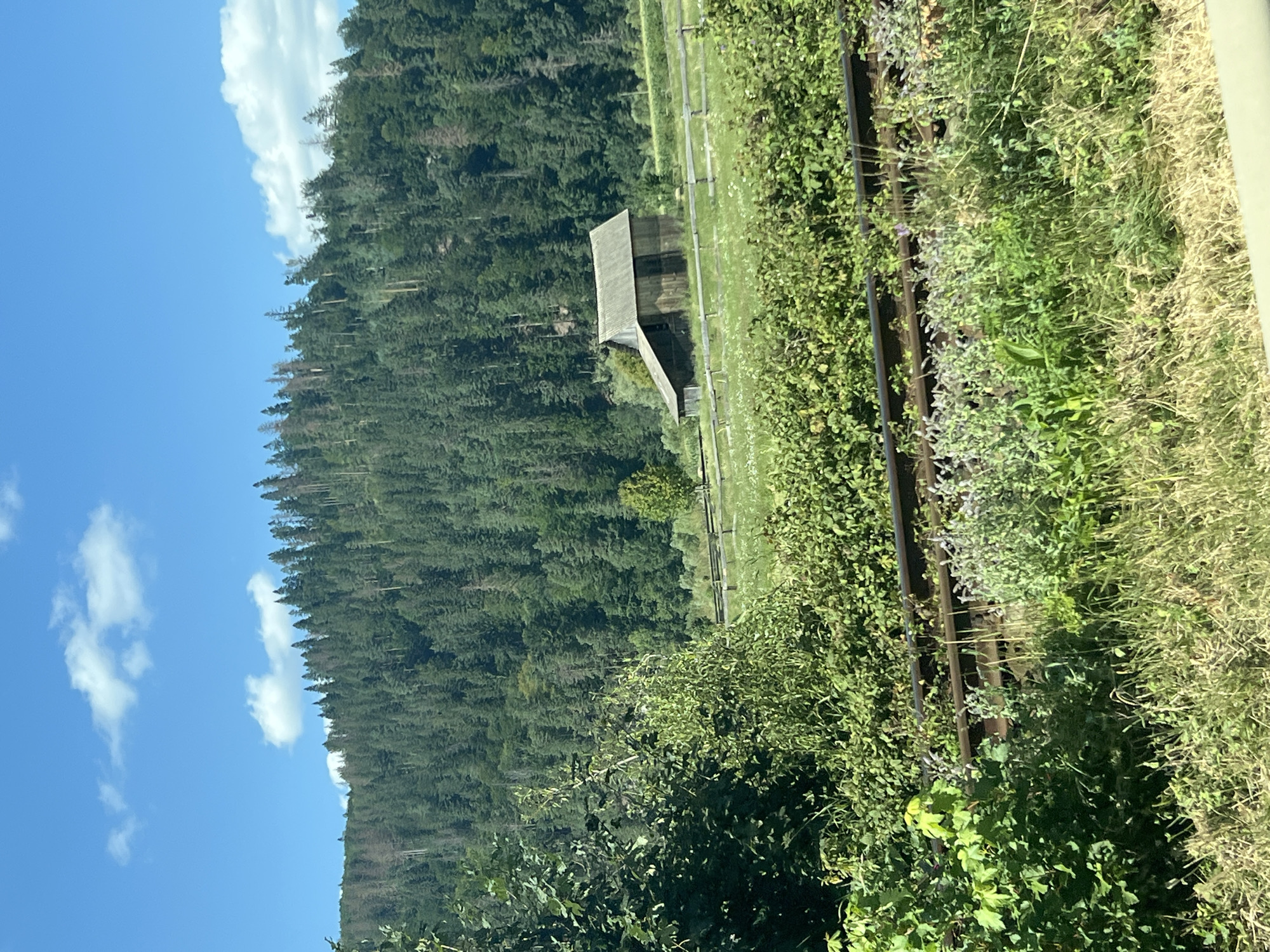 The image captures a rural landscape, likely on a sunny day given the clear blue sky with scattered white clouds. In the foreground, railroad tracks run horizontally across the frame, bordered by overgrown green vegetation and tall grass. A cluster of lush green bushes dominates the lower left portion of the image.
Behind the tracks, a grassy field stretches out, dotted with small white flowers and bordered by a rustic wooden fence. A solitary, weathered wooden barn with a grey roof stands in the middle of the field, its structure appearing old and somewhat dilapidated. To the right of the barn, a single tree stands amidst the field.
The background is dominated by a dense, steep hillside covered in a thick forest of evergreen trees. The forest extends to the top of the frame, creating a dramatic backdrop.
The image does not contain any people or any indications of specific activities or interactions. The overall scene suggests a tranquil, remote, and natural environment. The location is identified as Frasin, Romania.