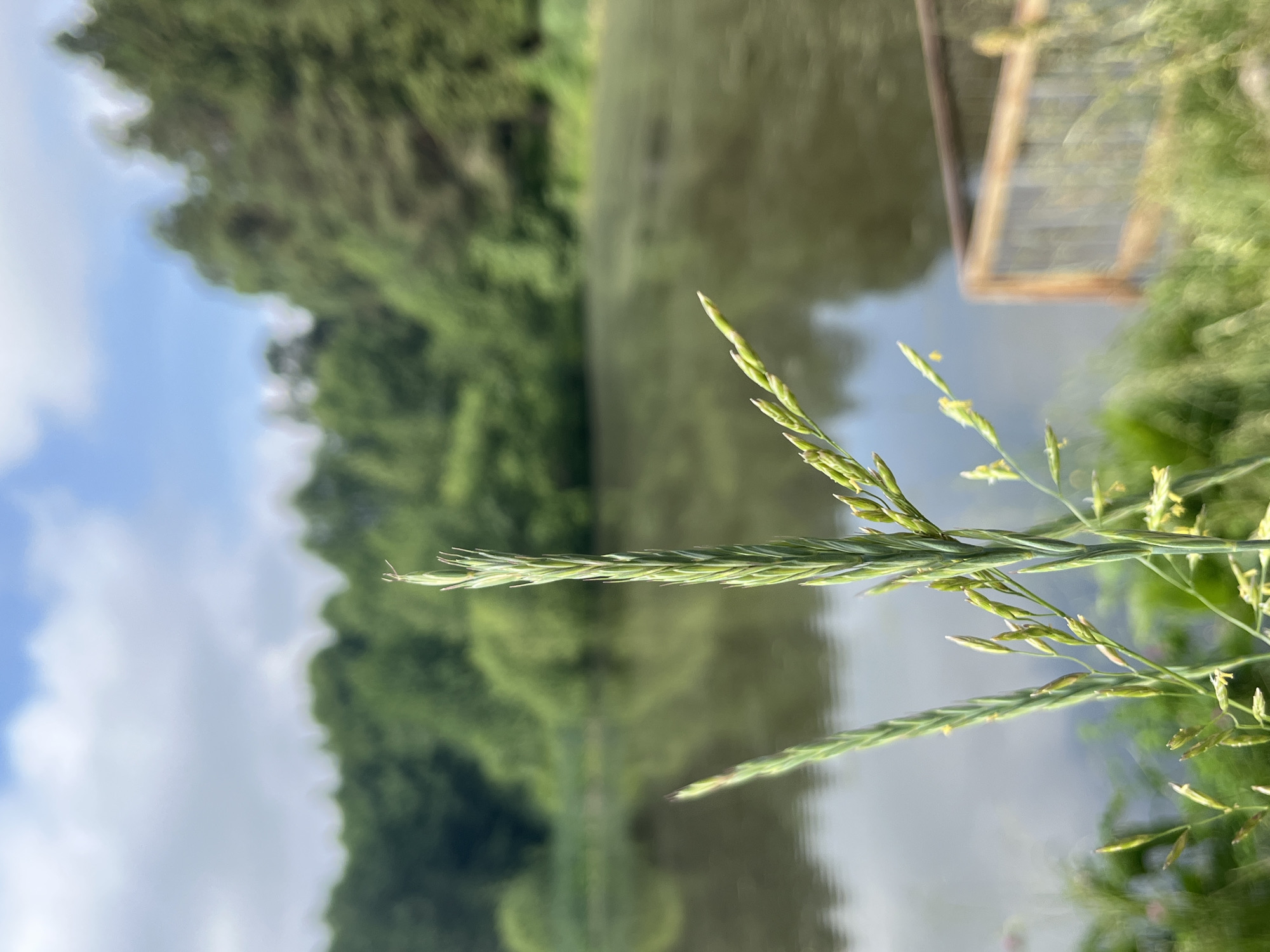 The image is a close-up shot of tall green grass in the foreground, with blades and seed heads reaching upwards. In the background, a body of water, likely a pond or lake, is visible, reflecting the overcast sky and lush green trees that surround it. The trees form a dense treeline along the far bank of the water. To the right, a section of a wooden structure with a metal fence is partially visible at the edge of the water. The overall scene suggests a natural, outdoor setting. The location is identified as Chaikovsky, Russia, specifically the area near the Kama River, known for its recreational parks and natural landscapes.