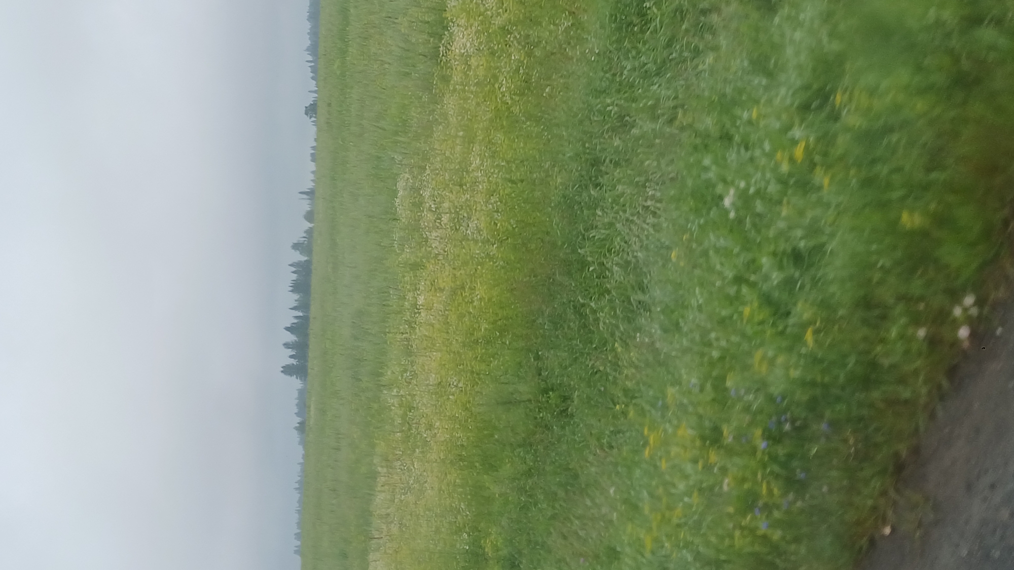 This is a vertical, medium-shot, eye-level, outdoor, candid photograph of a green field on a cloudy day. The field appears to be filled with grass and wild flowers. In the distance, a line of trees forms a dark silhouette against the hazy sky. The lower portion of the image shows a dark, dirt road. The image appears to have been taken from a moving vehicle. The location in the city of Buranovo, Russia is not discernible from the image.