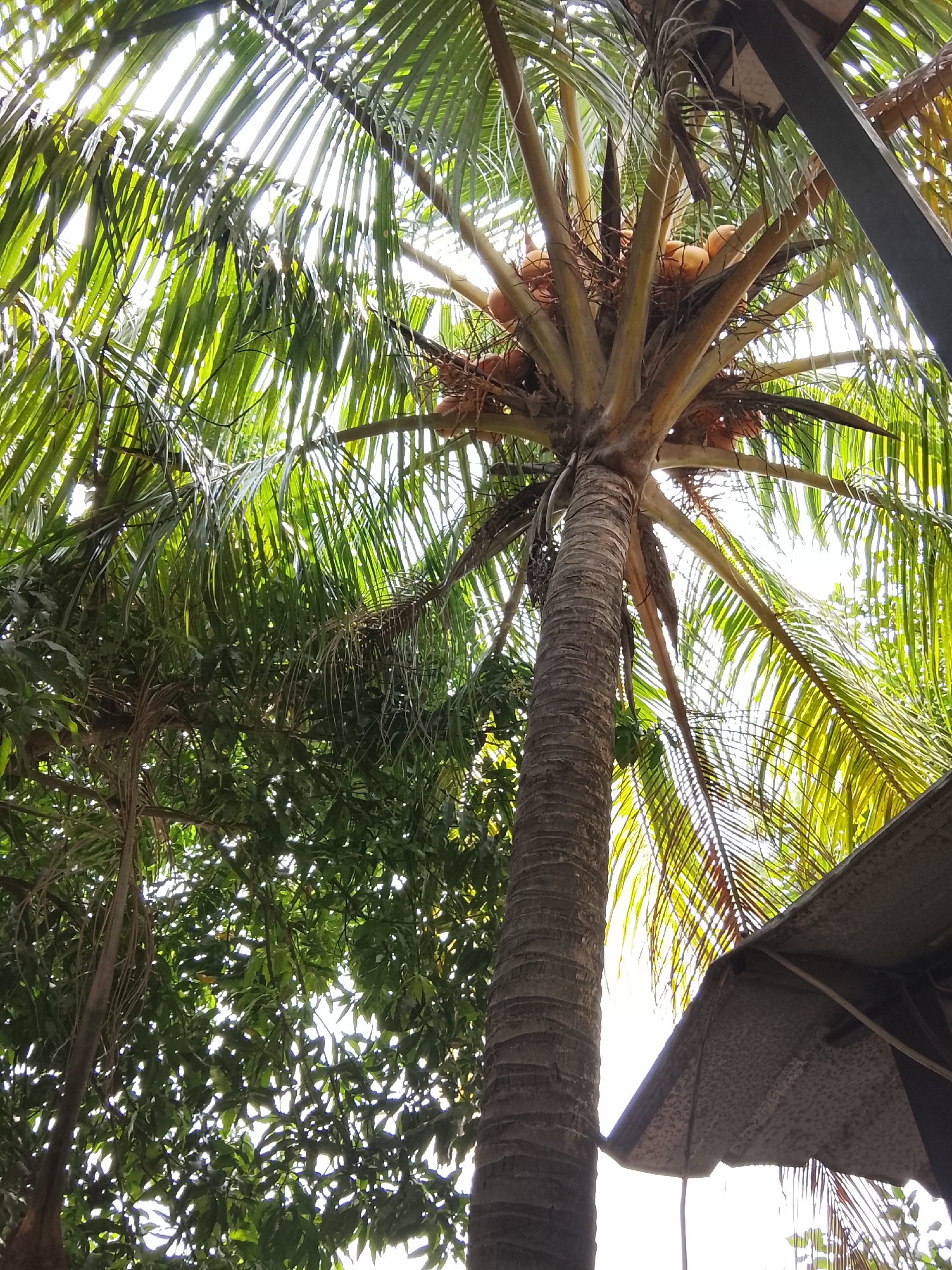 This is a low-angle, outdoor, daytime, close-up shot of a cluster of coconuts growing on a palm tree. The coconuts are light orange in color and are nestled amongst brown, fibrous husk material and palm fronds. The fronds are a vibrant green and are backlit by bright sunlight, creating a dappled effect. The trunk of the palm tree is visible on the right side of the frame, showing its textured, grey bark. In the lower right corner, the edge of a weathered, grey umbrella with visible seams and support poles is present, partially obscuring the view of the palm tree's lower trunk and fronds. The background consists of more lush green foliage, likely from other trees, also backlit by the sun, and a bright sky. The scene appears to be in a tropical or subtropical environment, possibly in a garden or natural area. The location is specified as Sukasejati, Indonesia.