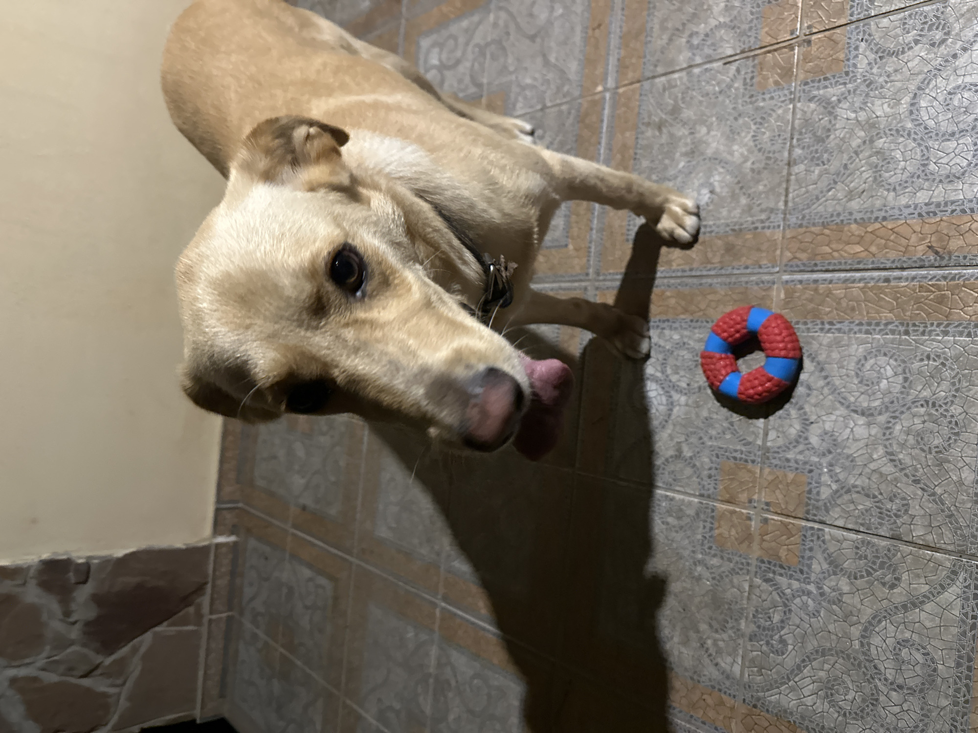 A tan dog stands on a tiled floor, looking down at a red and blue ring toy on the floor in front of it. The dog's tongue is hanging out, and it is wearing a dark collar. A shadow of the dog is cast on the floor to its left. The background consists of a wall with a stone section on the left and a plain wall on the right. This image was taken at an outdoor area in Sochi, Russia.