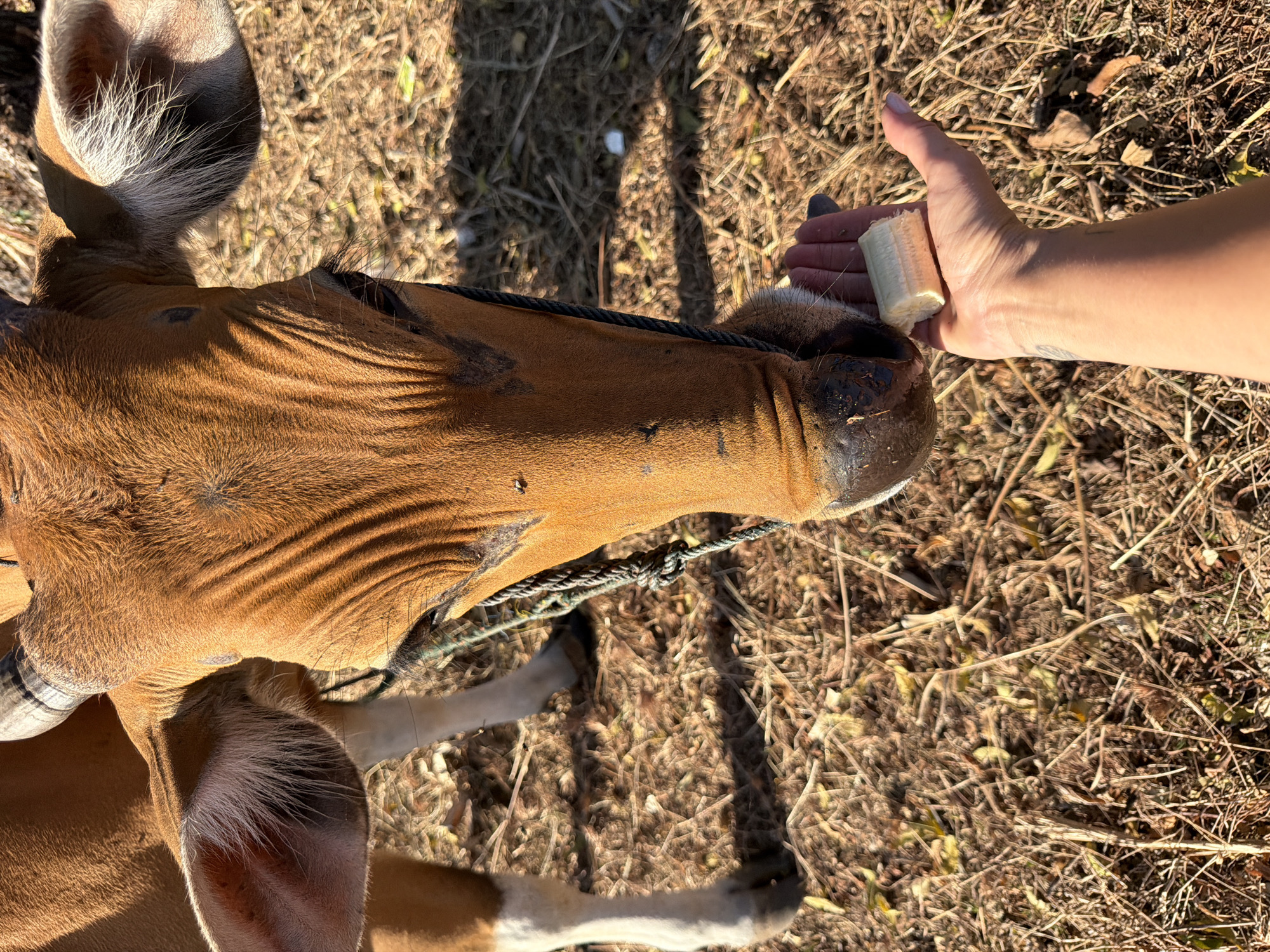 A close-up, eye-level shot shows a brown cow's head being fed a piece of banana from a person's open hand. The cow is wearing a rope halter. The background is dry, straw-like grass and dirt, suggesting an outdoor, possibly rural, setting. The lighting indicates it is daytime. The image appears to be taken in Kuta Selatan, Indonesia.
