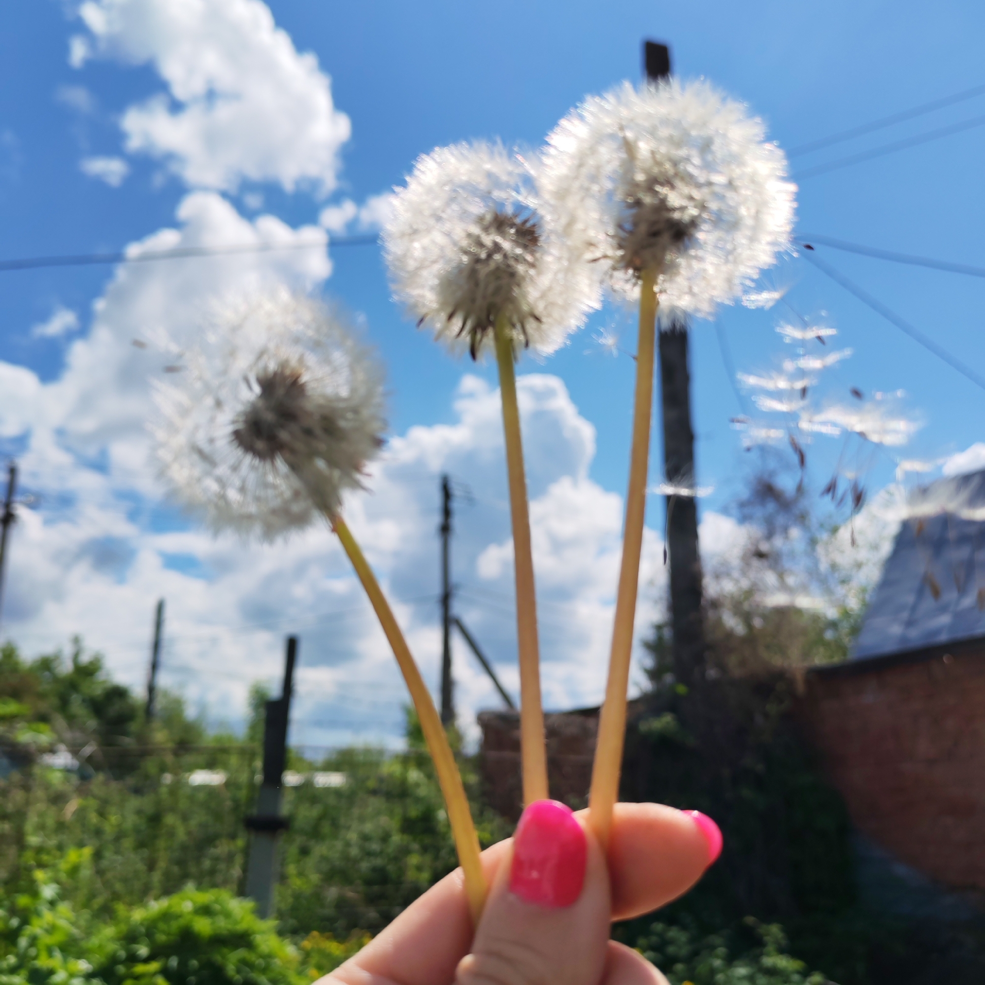 The image shows a hand holding three dandelions against a bright blue sky with fluffy white clouds. Some of the dandelion seeds are blowing off. The fingernails on the hand are painted bright pink. The background includes greenery, utility poles, and a brick building, likely in a residential area. This is the location of Chaikovsky, Russia.