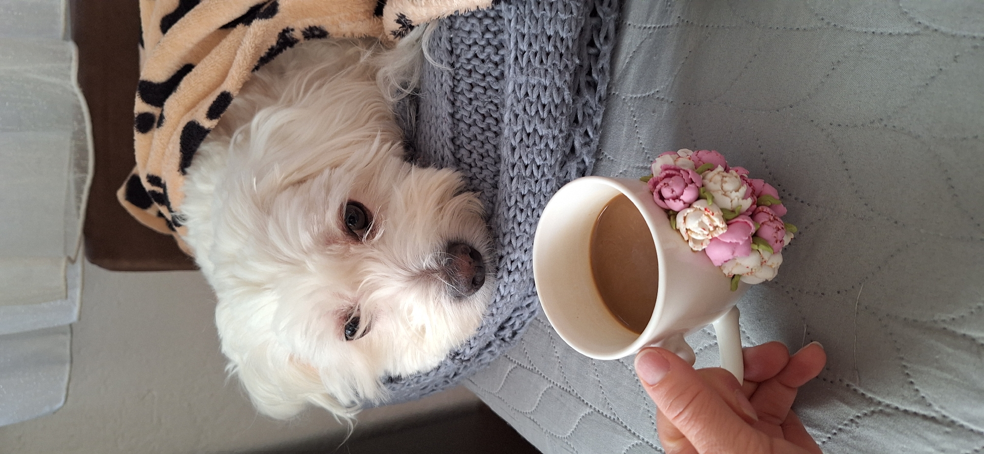 A white Maltese dog is lying wrapped in a gray knitted blanket and an animal print fleece blanket. A white mug decorated with pink and white flowers sits nearby, held by a hand. The mug is filled with a light brown liquid, possibly coffee or tea. The scene is resting on a gray quilted surface. The photograph does not contain sufficient information to place the location within Blagoevgrad, Bulgaria.