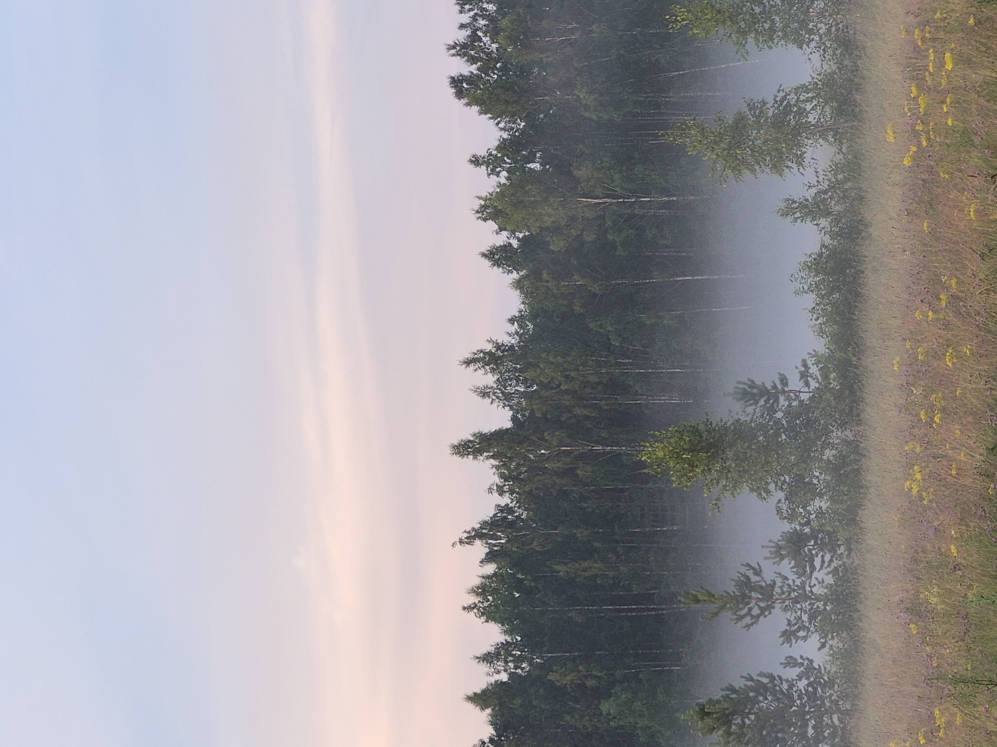 The image depicts a serene natural landscape at the edge of a forest in Sooblase, Estonia. The foreground is a meadow filled with tall, dry grasses and interspersed with small yellow and purple wildflowers. A soft mist hovers low over the meadow, partially obscuring the trees that line the horizon. Behind the mist, a dense forest of deciduous trees, primarily birches with their distinctive white bark, and coniferous trees forms a dark green wall. The sky above is a gradient of pale blue to soft pink, suggesting either dawn or dusk. There are no people or animals visible in the frame, and the scene is static and peaceful.