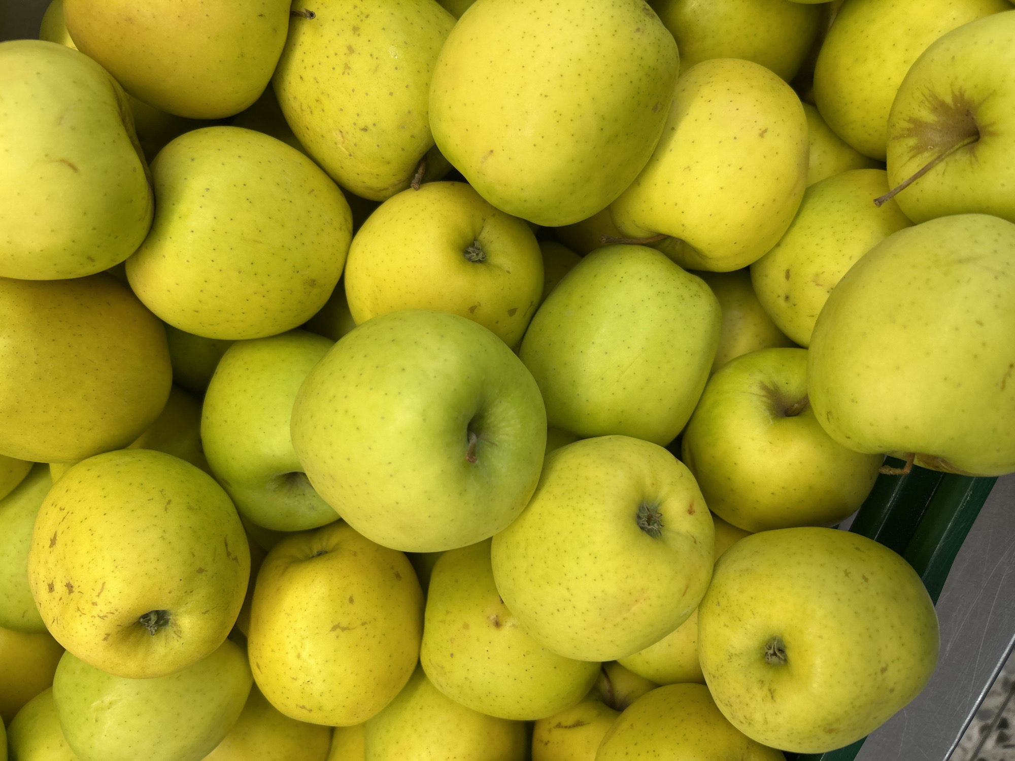 A close-up, top-down view of a large pile of bright yellow-green apples is displayed. The apples are round and appear fresh, with some subtle variations in color and small brown speckles visible on their skins. The lighting suggests an outdoor market or a grocery store display. The image is tightly cropped, focusing solely on the fruit and obscuring any background details that would indicate a specific location within Detmold, Germany. There are no people or discernible actions, only the static arrangement of the apples. The overall impression is one of abundance and natural produce.