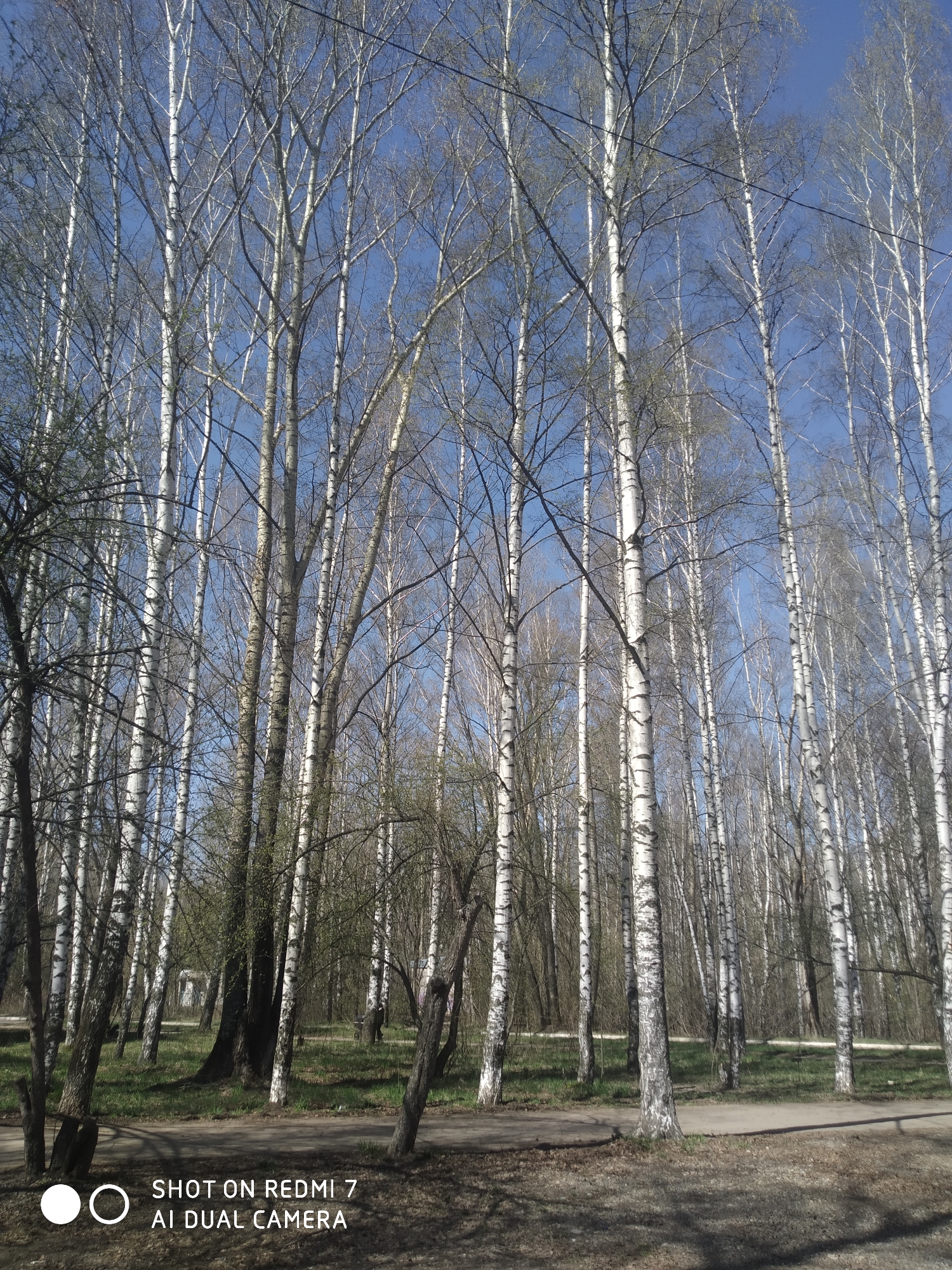 A forest with many birch trees is seen under a clear blue sky. The trees are mostly bare, but some have small, budding leaves, indicating early spring. The ground is covered with patchy green grass and a dirt path runs through the woods. The location is Chaikovsky, Russia.