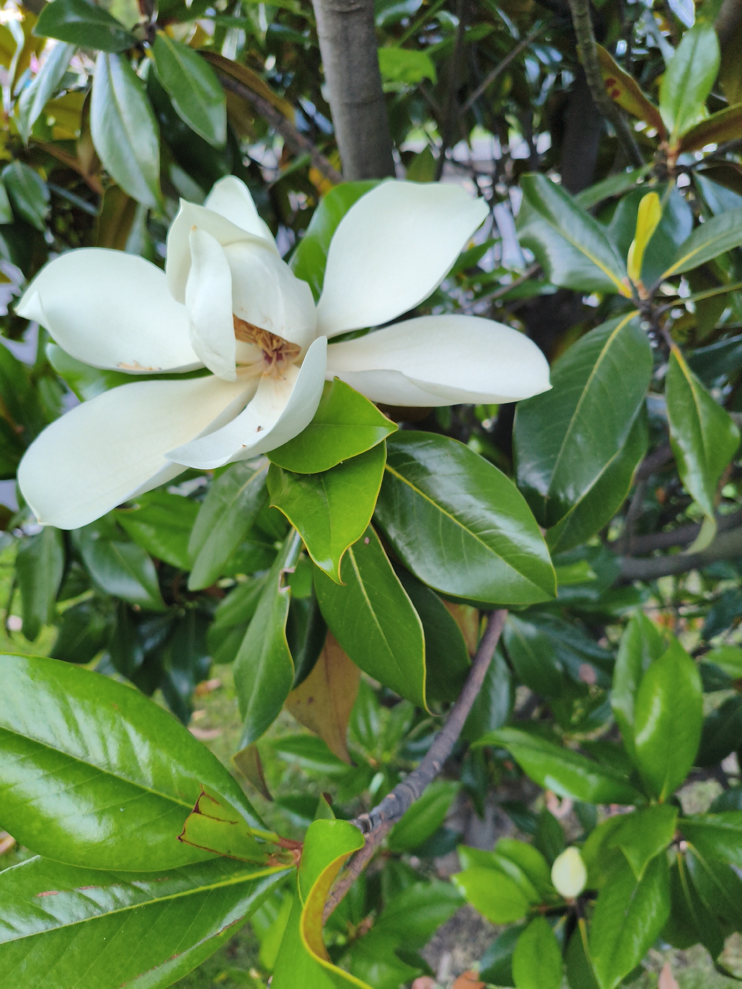 A close-up shot of a white magnolia flower is prominently displayed against a backdrop of lush green leaves and branches. The flower, with its delicate, curved petals, is in full bloom, revealing a hint of its stamen at the center. The surrounding foliage is dense and vibrant, with some leaves showing a slight sheen. The overall impression is one of natural beauty and tranquility. The image does not depict any people, actions, or interactions. The location in the city of Agoy, Russia, is not visible in the image.