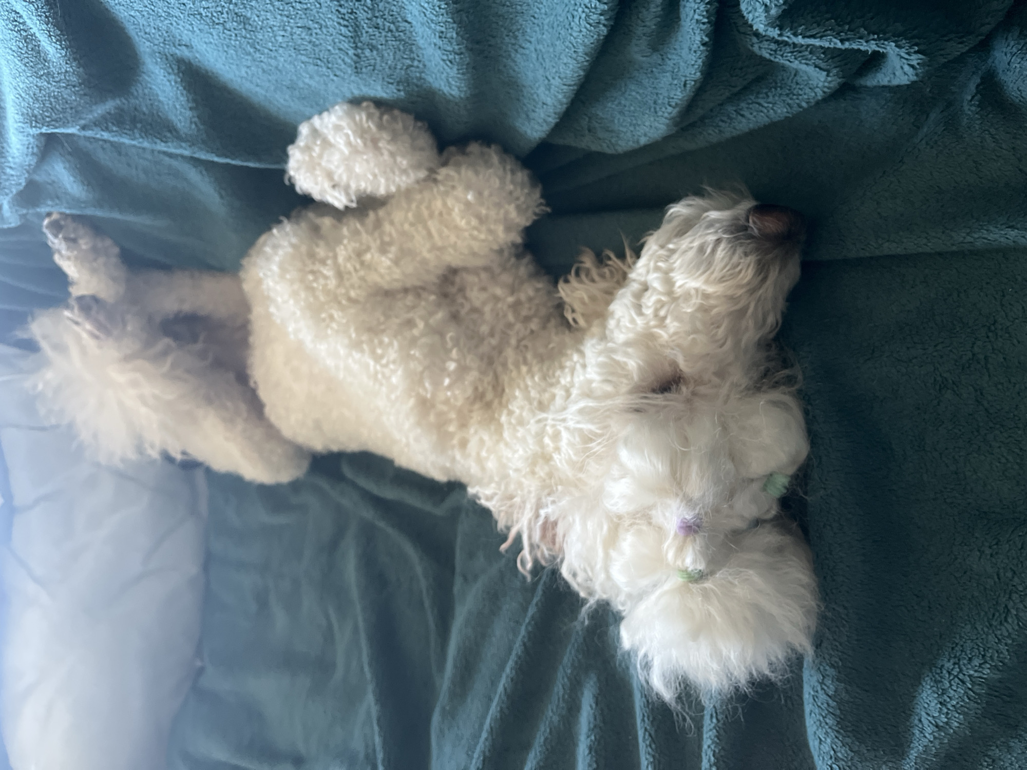 A white, poodle-type dog is lying on its back on a teal-colored, textured blanket. The dog is positioned diagonally across the frame with its head near the bottom right corner and its feet near the top left. The dog has two hair ties with green and purple beads on its head. The background is out of focus, but appears to be a pillow. The location is Unknown, Unknown.