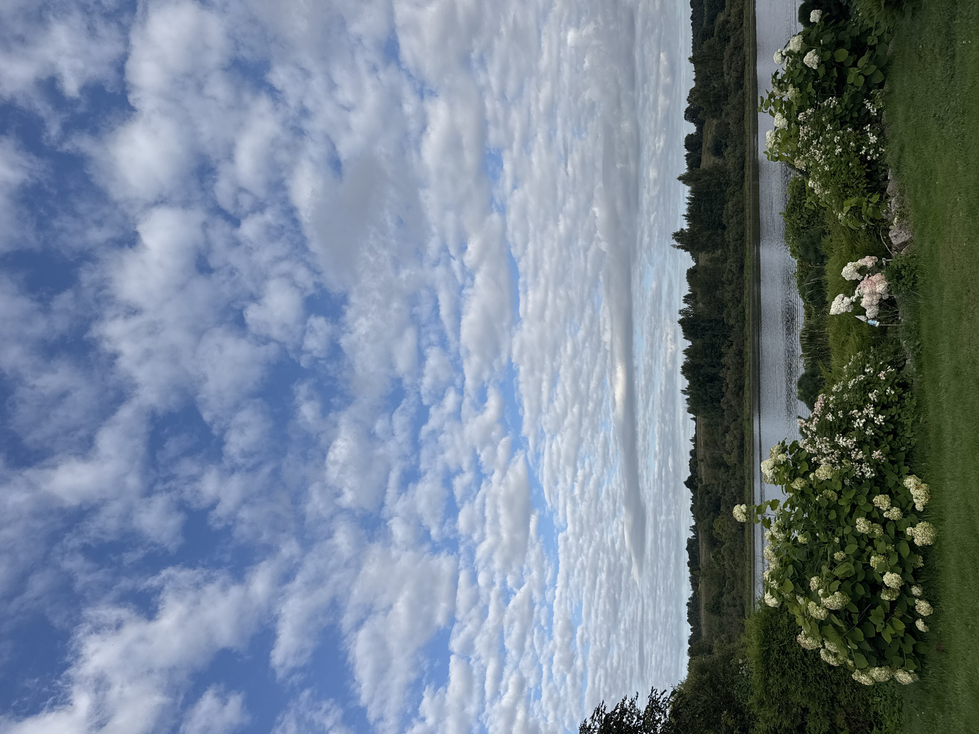 The image shows a serene landscape with a body of water in the middle ground, likely a river. The water is calm and reflects the sky. The horizon is lined with a dense forest of trees, indicating a natural or rural setting. In the foreground, there is a lush green lawn with various flowering bushes, primarily hydrangeas with large white blooms, and some smaller pink flowers. The sky is predominantly blue, with numerous scattered white and grey clouds, suggesting a partly cloudy day. The overall scene conveys a sense of tranquility and natural beauty. The location is identified as Sitno, Russia. There are no people or animals visible in the image.