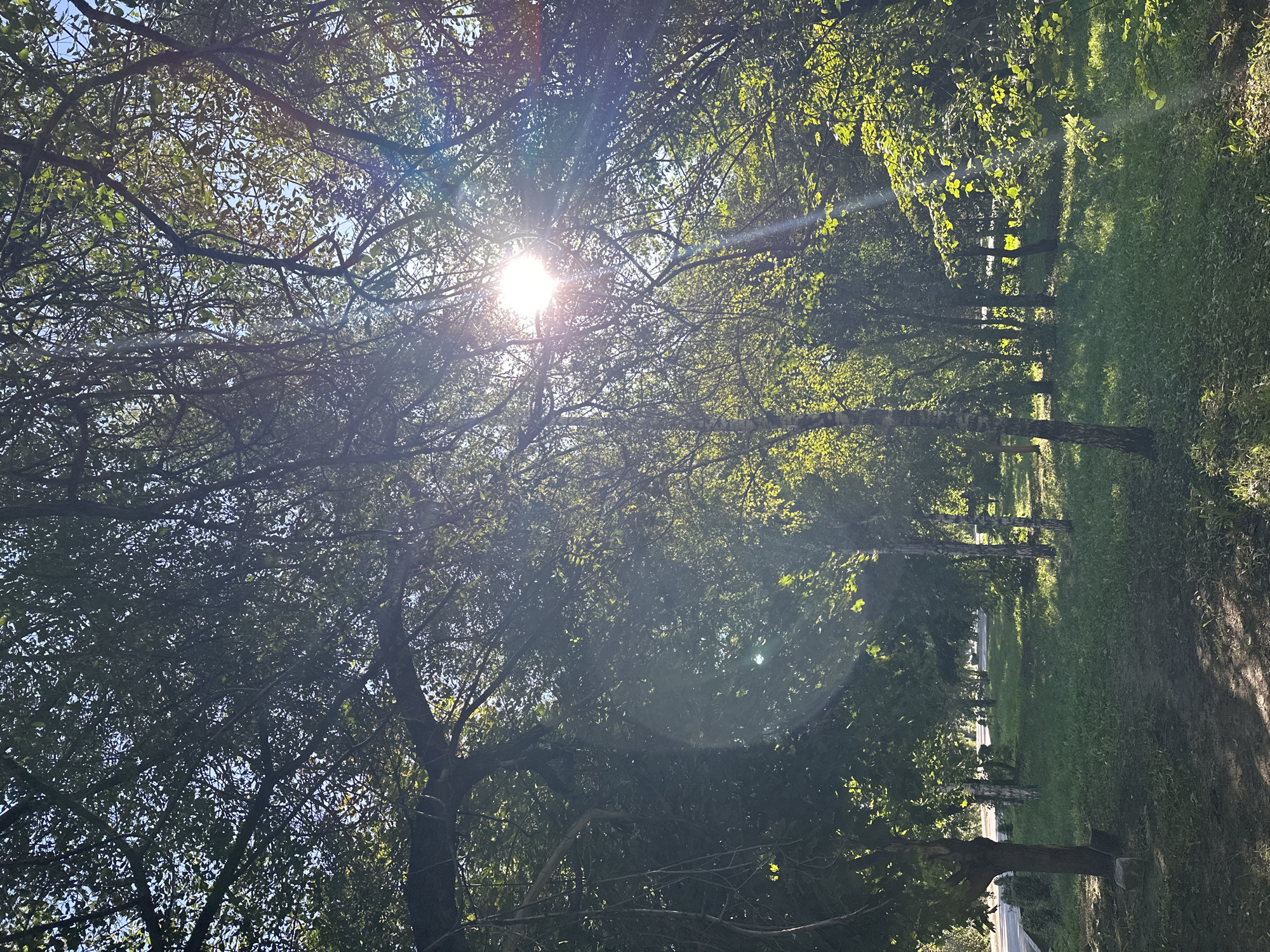 This image depicts a view of a park-like area, likely on the outskirts of the city of Biysk, Russia, given the context. The foreground features a dirt path winding through a grassy area shaded by numerous trees. Sunlight filters through the dense foliage, creating dappled patterns on the ground and a bright glare from the sun is visible in the upper center of the frame, casting lens flares. The background reveals a road or street with intermittent cars, suggesting proximity to a populated area. The overall environment is natural and green, characterized by the presence of deciduous trees with thick canopies. There are no people or animals visibly present in the image.