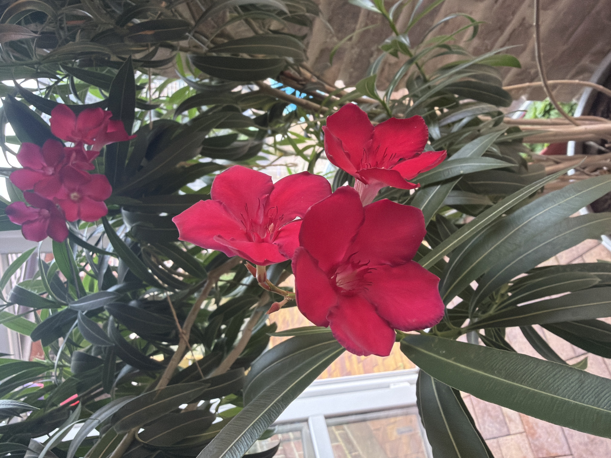 The image shows a close-up of a potted Oleander plant with vibrant red flowers and long, dark green leaves. The plant is positioned near a window with a white frame, and beyond the window, brickwork and greenery are visible. The background is softly blurred, suggesting an indoor setting, possibly a balcony or sunroom, with hints of natural light. The plant appears healthy and in bloom. The specific location in Krasnodar, Russia, cannot be determined from the visual information provided.