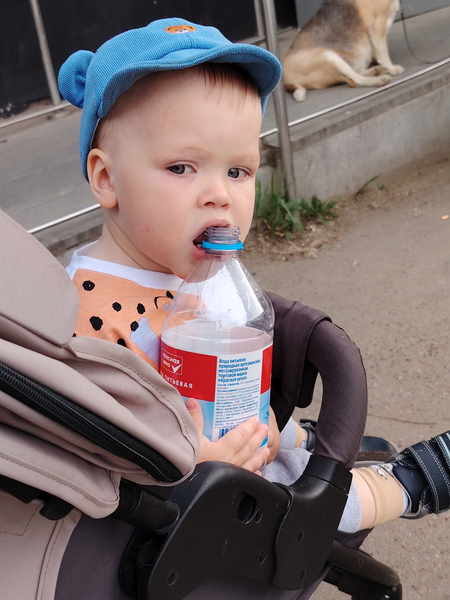 A toddler in a blue cap sits in a stroller, holding a bottle of "Krasnaya Tsena" mineral water. The toddler is fair-skinned with brown hair, and the cap has ear-like protrusions on the sides. The bottle is clear with a red and white label in Russian. The stroller is beige and black, with the child's leg visible in a patterned sock and black and blue shoe. In the background, a dog is sitting on a ledge. The label on the water bottle indicates that it is produced in Ekaterinburg, Russia. The location in the city of Chaikovsky, Russia, is not specified in the picture.