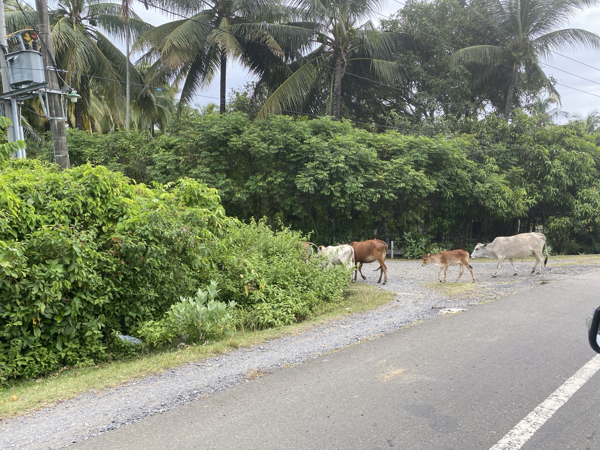 In the city of Teungohblangmee, Indonesia, on a cloudy day, a rural road is bordered by lush green foliage and tall palm trees. The road is paved and has a white dashed line. On the right side of the road, a small part of a car is visible, suggesting the photo was taken from a vehicle. On the left side of the road, a gravel shoulder transitions into dense, leafy vegetation. A utility pole with a transformer and electrical equipment stands at the edge of the greenery.
Three cows are present on the gravel area next to the road. A reddish-brown adult cow is walking away from the camera. Beside it, a light-colored adult cow is also walking away from the camera. In front of the light-colored cow, a small calf walks in the same direction. The cows appear to be in a natural outdoor environment.