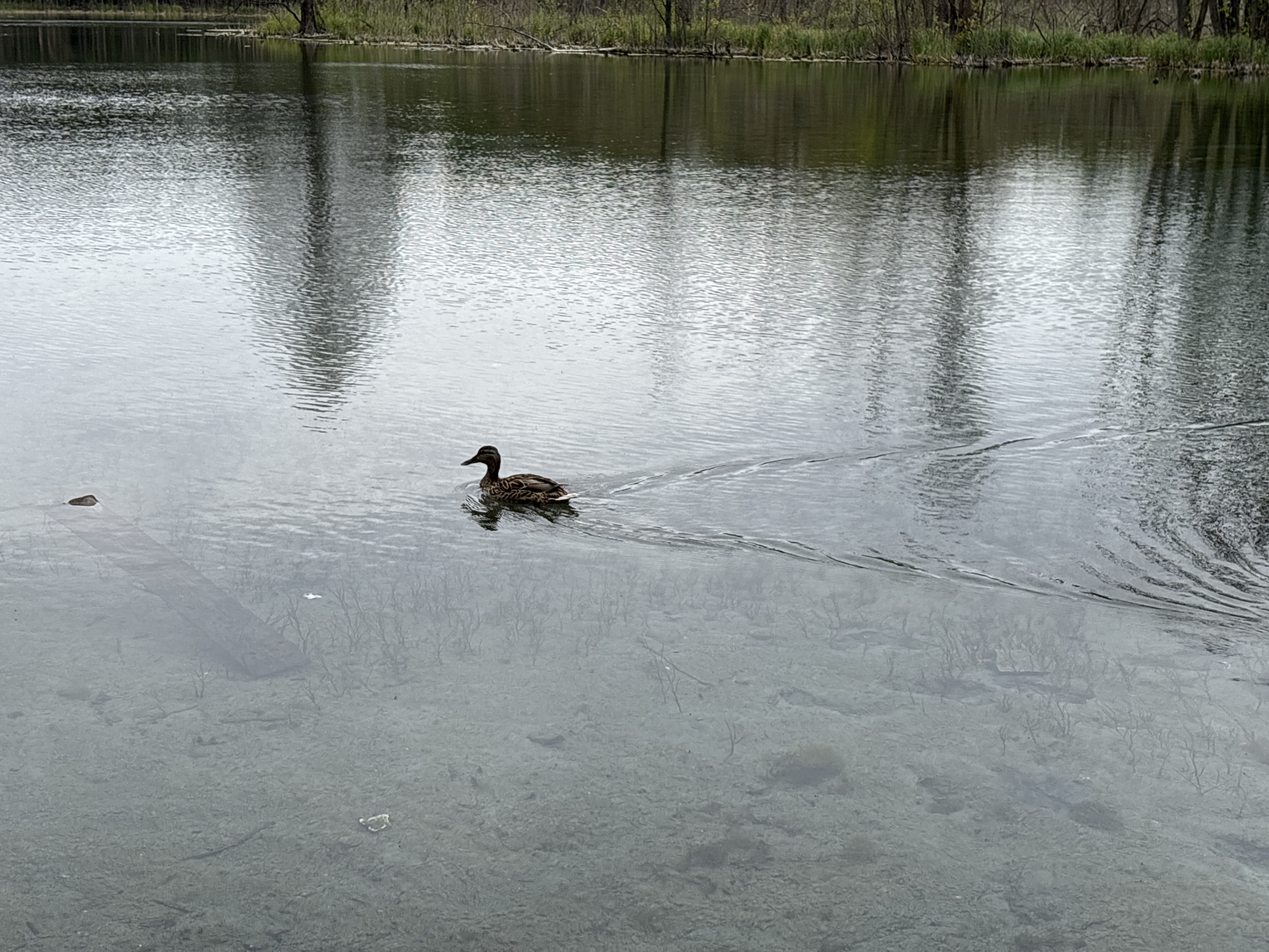 This image captures a serene natural scene at a water body in Kazan, Russia. A single brown duck, consistent with a female mallard, is observed swimming from left to right, creating a distinct V-shaped wake on the water's surface. The water is exceptionally clear, revealing the bottom, which consists of light-colored sediment and scattered aquatic plant life or debris. A rectangular wooden plank is distinctly visible submerged in the lower left portion of the frame. The far bank is densely vegetated with a mix of trees, some appearing bare or thinly leafed, and tall green reeds, their reflections prominently distorted by ripples on the water. The overall lighting is soft and diffused, suggesting an overcast sky.
