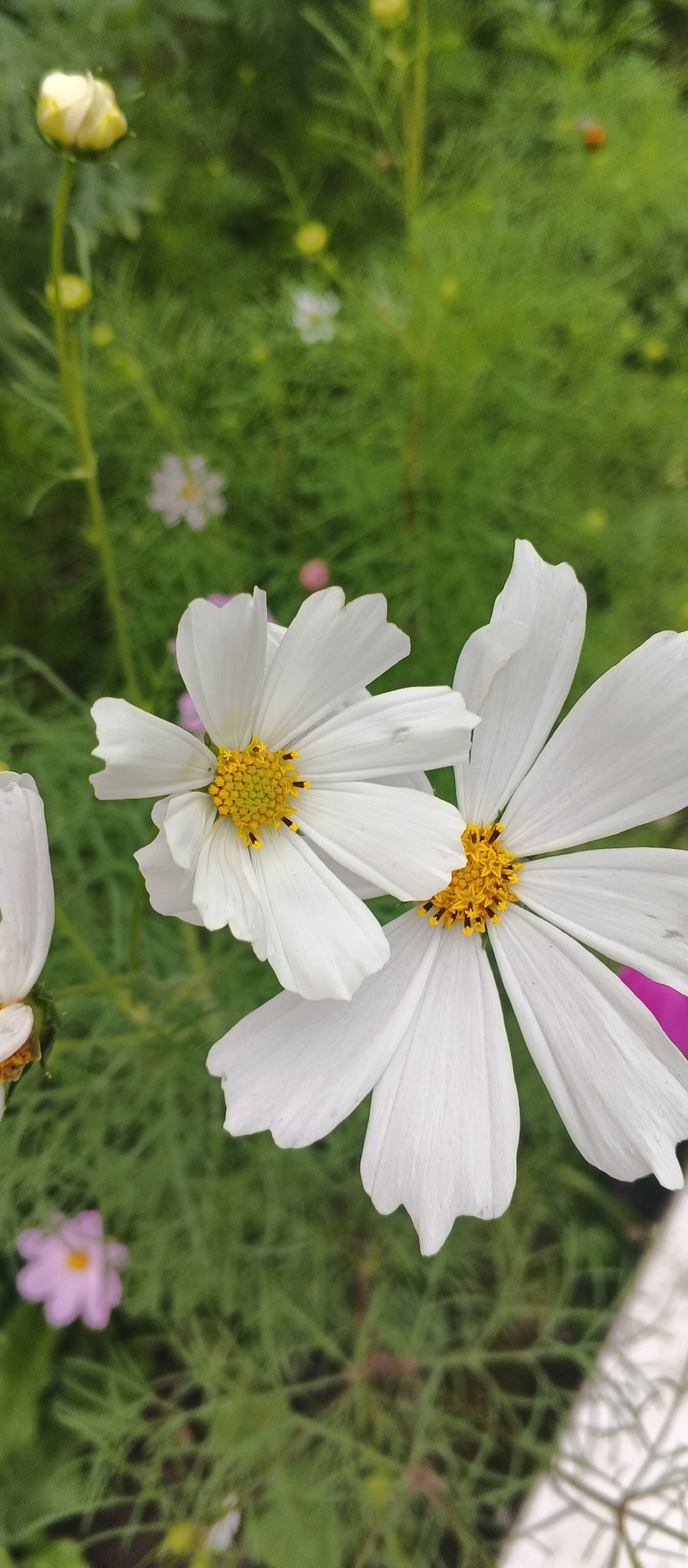 The image shows a close-up, vertical view of two white cosmos flowers with yellow centers. The flowers are in sharp focus and dominate the foreground, with their delicate petals fanning outwards. The background is a soft blur of green foliage and smaller, out-of-focus flowers, suggesting a garden or natural setting. There are no discernible people, objects, or actions. The location in Izhevsk, Russia, cannot be determined from the visual information provided.