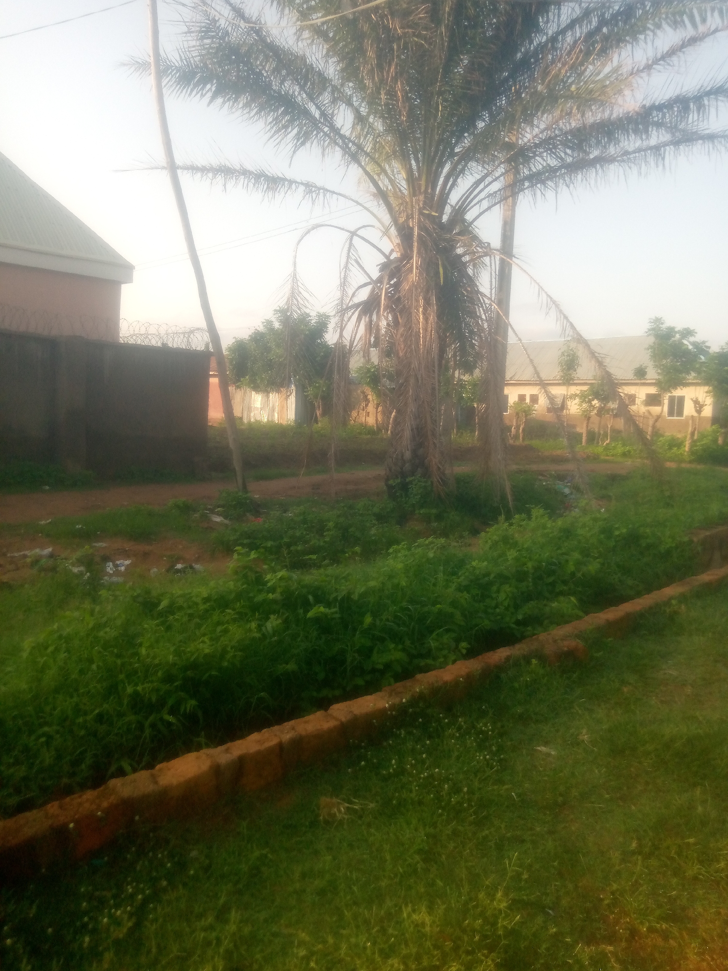In Jauro Yinu, Nigeria, the image captures an outdoor scene with a prominent palm tree in the foreground, its fronds spread against a bright, hazy sky. To the left, a building with a green, sloped roof and a brown wall topped with barbed wire is partially visible. The ground is covered in lush green grass and vegetation, with a shallow, brick-lined trench running horizontally across the middle of the frame. In the background, several other buildings with light-colored walls and windows are discernible, interspersed with smaller trees and foliage. The overall impression is of a moderately vegetated area with some man-made structures.