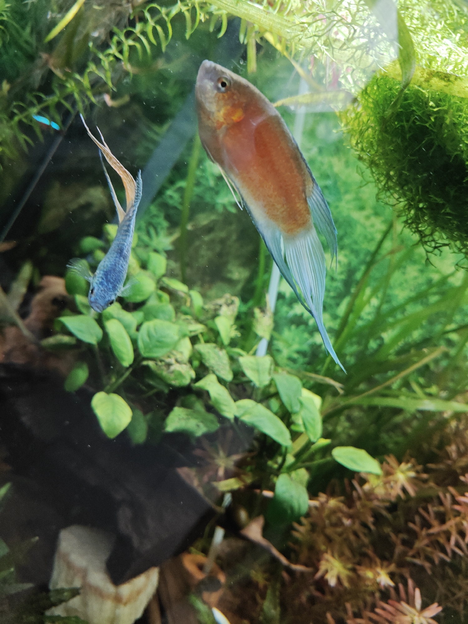 Two fish, one orange-bodied with a blue tail and another smaller blue fish with an orange-tipped tail, are swimming in an aquarium. The aquarium contains lush green aquatic plants and some brown, moss-like growth at the bottom. The lighting appears to be artificial, creating a slightly diffused effect. There is no indication of the location being Süpplingen, Germany, or any specific city.