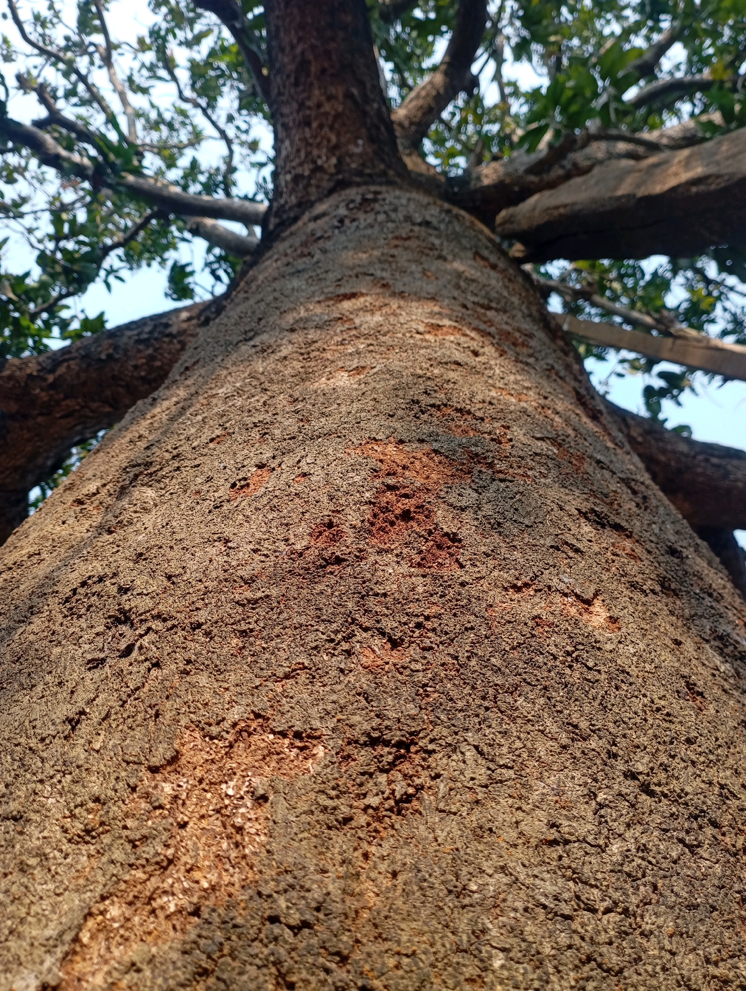 The image shows a close-up, low-angle view of the rough, textured bark of a large tree trunk. The bark is predominantly brown and grey, with patches of reddish-brown and some darker, almost black, areas. The texture is uneven and appears to be deeply fissured. Sunlight casts shadows and highlights on the surface, accentuating the roughness. In the background, out of focus, are branches and green leaves, suggesting the tree is alive and part of a larger canopy. The sky, a pale blue, is visible between the branches. The perspective is looking upwards, emphasizing the scale and age of the tree.
The location is identified as Kecamatan Haurgeulis, Indonesia. This implies the tree is situated in a rural or semi-rural area within that administrative region of West Java. The environment appears to be natural or semi-natural, possibly a park, garden, or wooded area. There are no visible people or specific man-made structures in the immediate vicinity of the tree. The image focuses solely on the natural subject of the tree bark and its immediate surroundings.