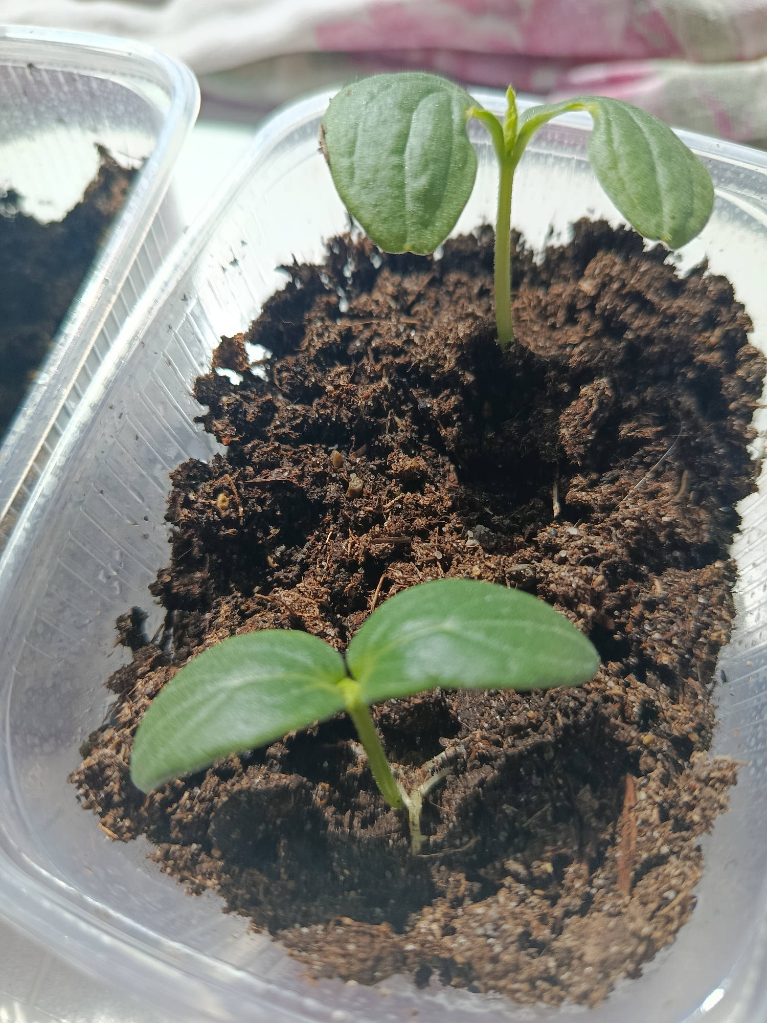 The image shows two seedlings growing in a clear plastic container filled with dark, moist soil. The seedlings each have two small, rounded leaves. The container is partially visible, with another container visible on the left side of the image. The background is blurred and appears to be a light-colored surface with a floral pattern. There is no information about the city of Фоки, Russia, available from this image.