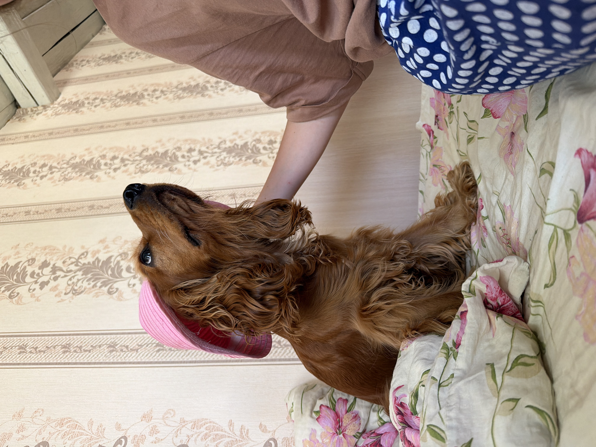 A brown cocker spaniel dog is sitting on a bed covered with floral-patterned sheets. The dog is wearing a pink sun hat tilted to the side and is looking upwards. A person's arm is visible on the right side of the frame, gently touching the dog's head. The background features a wall with striped wallpaper. The scene appears to be indoors, likely in a bedroom, within a residential setting in Бярэзінскі сельскі Савет, Belarus.