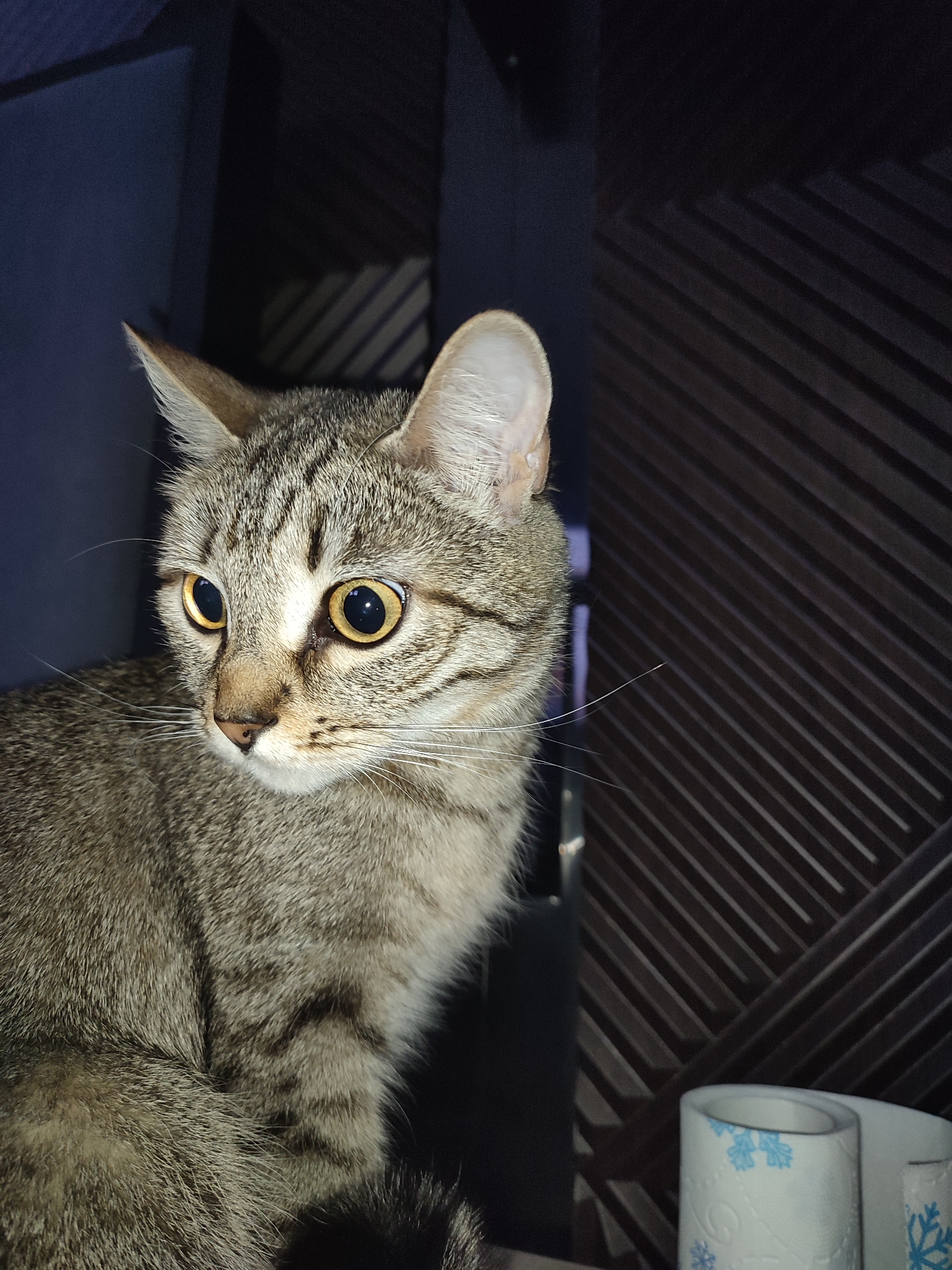 A close-up shot features a tabby cat with golden eyes, a grayish-brown coat, and distinctive stripes on its face and body. The cat is looking slightly to the left of the frame. The background includes a dark blue surface on the left and a textured, dark brown patterned wall on the right. A roll of toilet paper with a blue snowflake design is partially visible in the lower right corner. The location is assumed to be indoors. The image offers no specific details indicating the scene's exact location or any relation to the city of Chaikovsky, Russia.