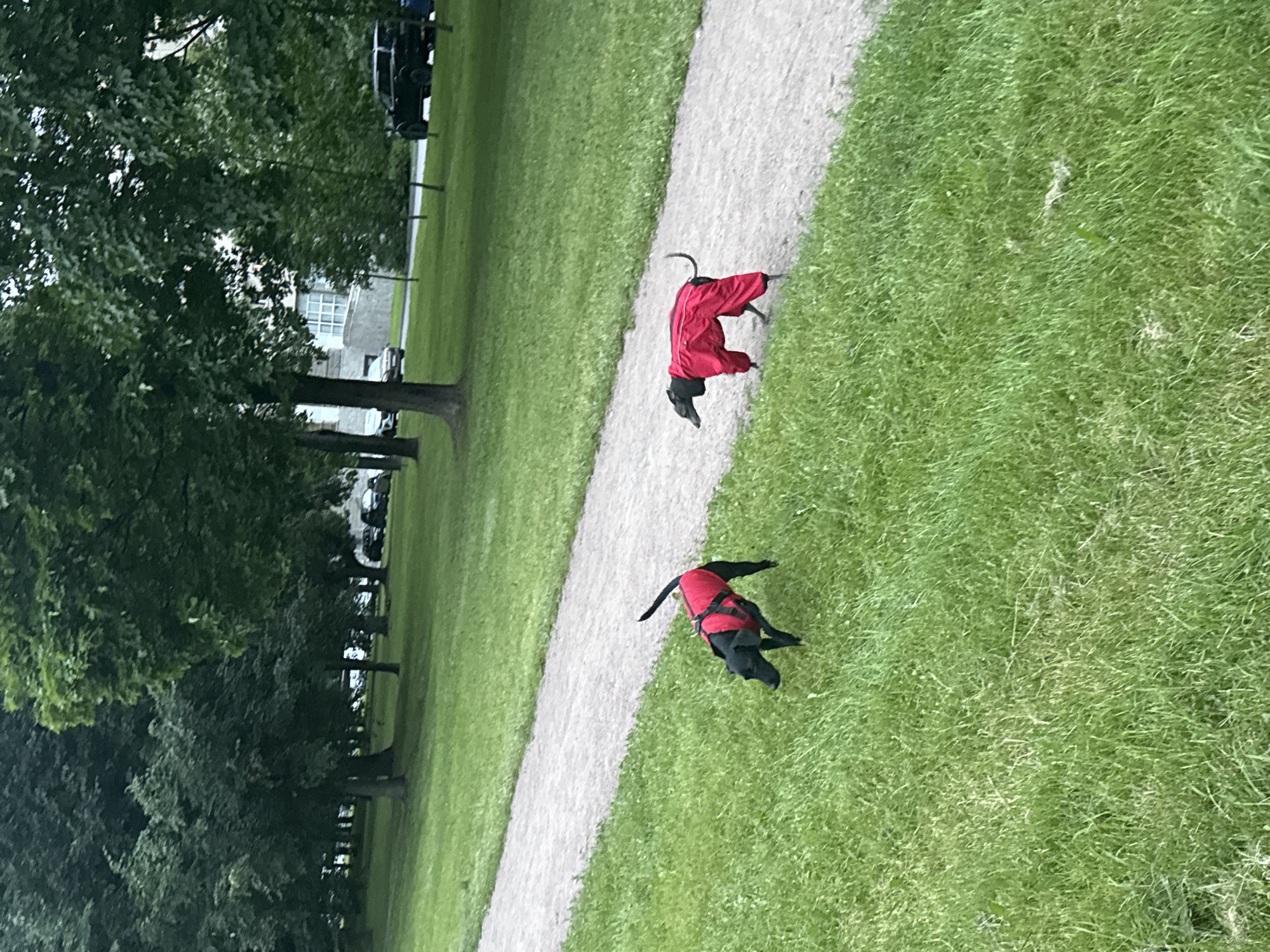 In a park setting within the city of Vsevolozhsk, Russia, two dogs are observed walking on a gravel path and adjacent grassy area. The dog on the left, a black Labrador or similar breed, is wearing a red vest. The dog on the right, appearing to be a whippet or greyhound, is fully dressed in a red full-body dog suit. Tall trees with lush green foliage line the background, and a paved road with parked vehicles is visible in the distance. The weather appears overcast.