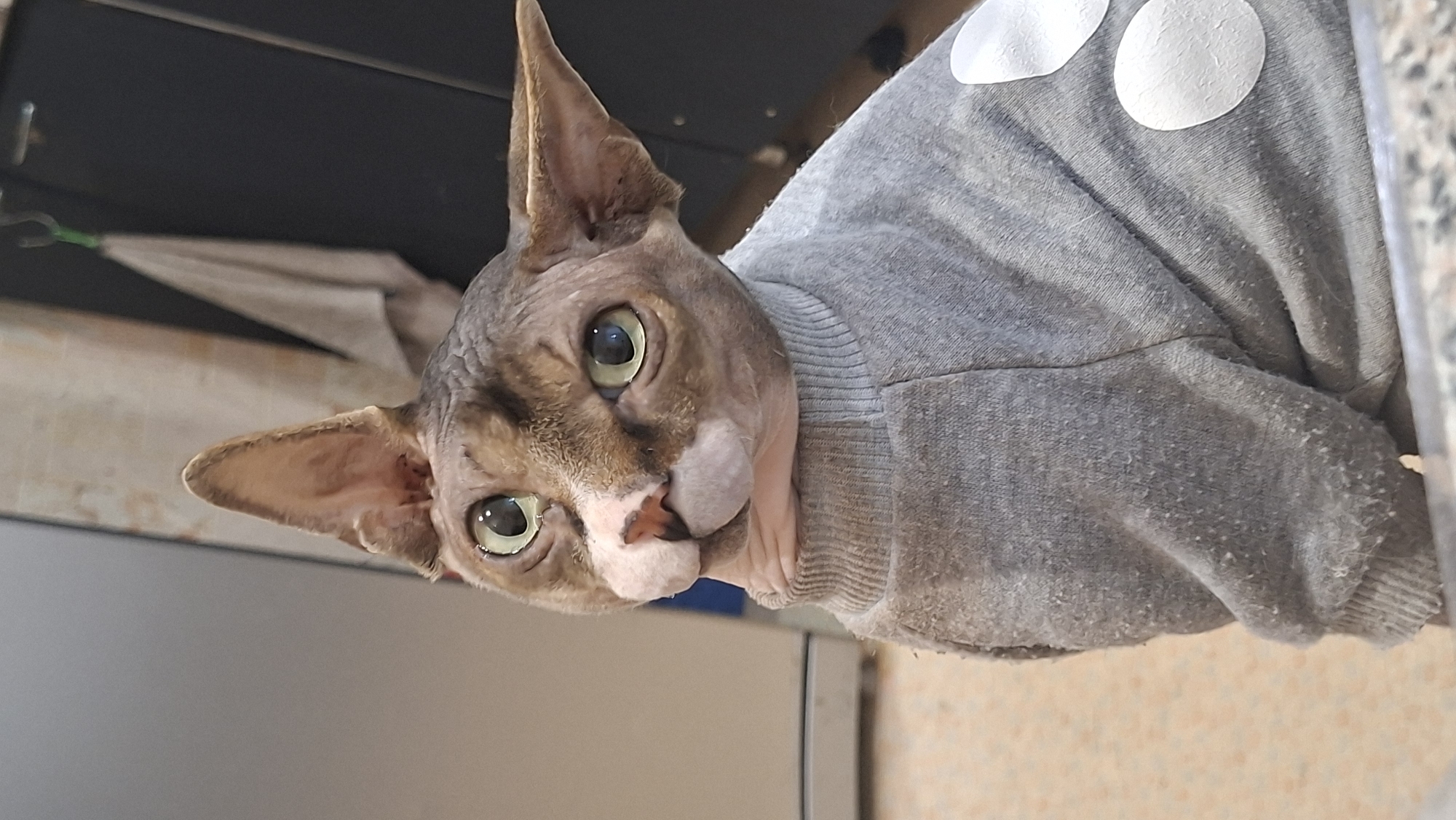 The image shows a close-up of a Sphynx cat wearing a grey sweater with white polka dots. The cat has large, green eyes and prominent ears. Its skin is wrinkled, and it has short, light-colored fur on its face and ears. The cat is looking directly at the camera with a slightly tilted head. The background is blurred and appears to be an indoor setting with some cabinets and a hanging cloth. There are no people or any specific landmarks visible that would indicate a location in Myadzyel, Belarus. The overall scene is focused on the cat.