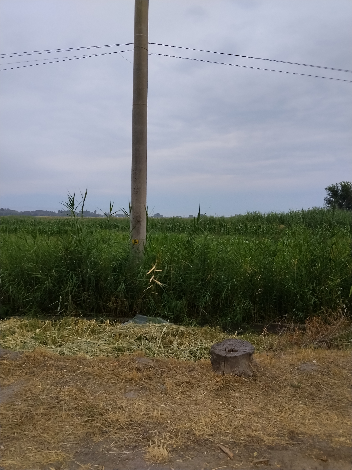 A utility pole stands in the center of the frame, bisecting a field of tall green grass that extends to the horizon. The sky is overcast with pale gray clouds. In the foreground, dry, golden grass covers the ground, with a weathered tree stump visible to the right of the pole. Power lines stretch across the sky, attached to the pole. The scene appears to be in a rural or undeveloped area, possibly on the outskirts of Manas, Kyrgyzstan.