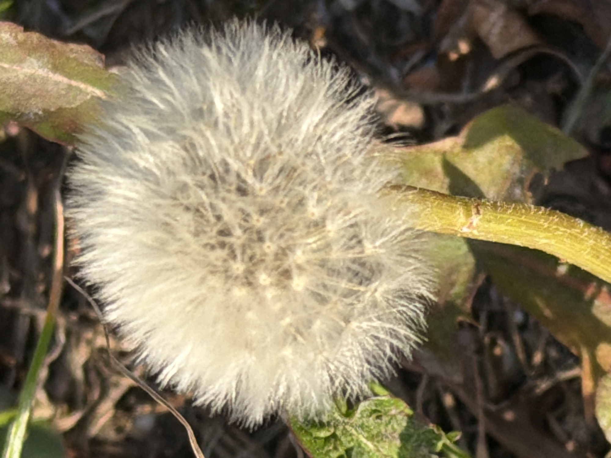 A close-up, full-frame shot captures a seed head of a dandelion, commonly known as a puffball, set against a blurred background of dry leaves and soil, suggesting an outdoor environment. The dandelion head, predominantly white and fluffy, is in focus, showcasing its delicate parachute-like seeds. The stem is a vibrant yellow-green, textured with fine hairs. The surrounding ground cover is a mix of muted browns and greens, with hints of dried vegetation. The lighting is natural and bright, casting subtle shadows and highlighting the texture of the dandelion. There are no people or animals visible in the frame. The scene is devoid of any man-made structures or signs of urban infrastructure, making it impossible to pinpoint its location within Kaliningrad, Russia, or any other city.