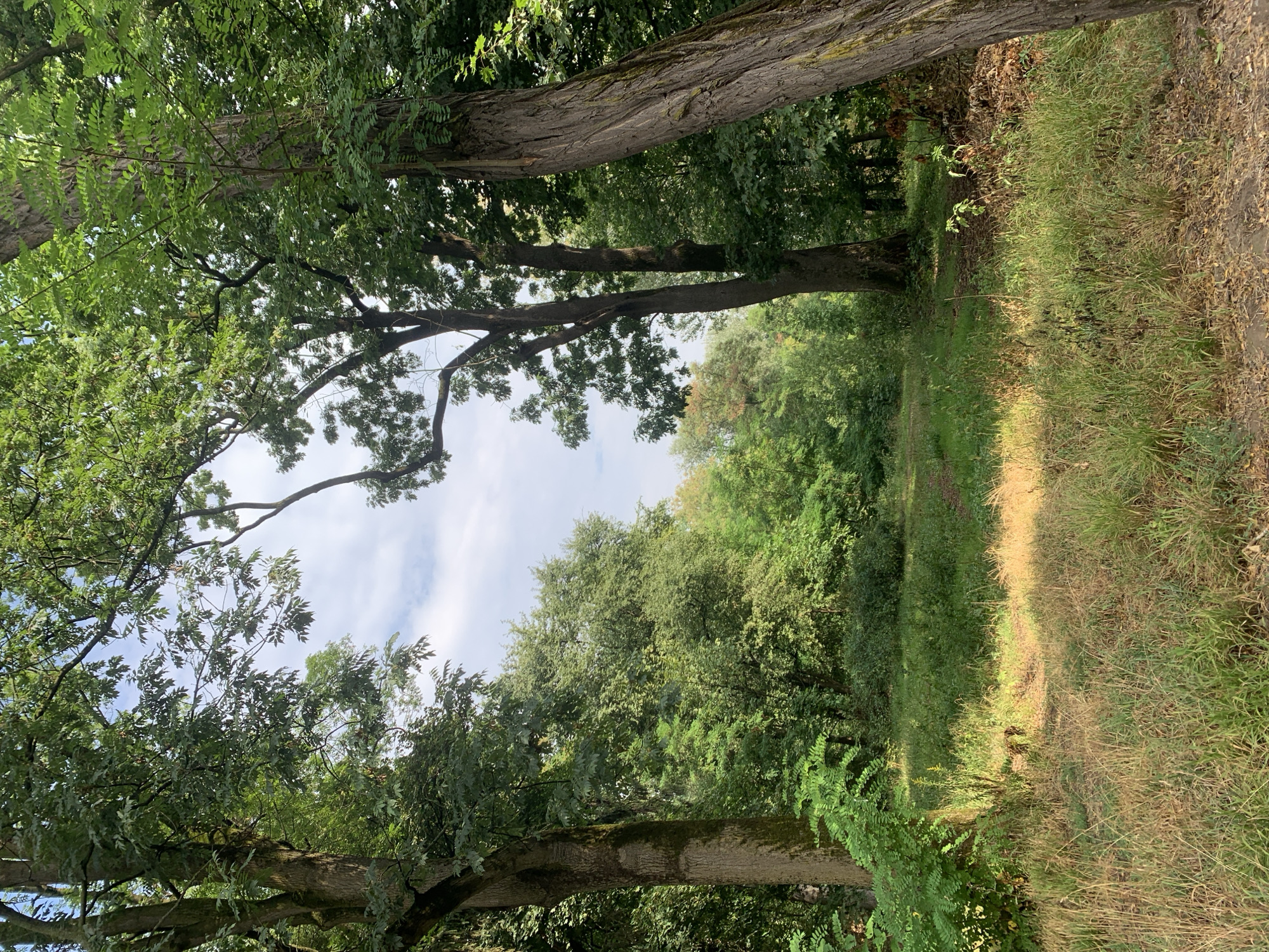 The image depicts a sunlit clearing in a dense forest, likely a park or natural reserve. The clearing is characterized by tall, mature trees with lush green foliage, framing an open sky with scattered white clouds. The ground is covered in a mixture of dry, golden grass and greener, more vibrant vegetation. A faint, unpaved path is visible winding into the deeper woods. The overall impression is one of natural beauty and tranquility. Without further information or visible landmarks, pinpointing a specific location within Lviv, Ukraine, is not possible from the image alone.