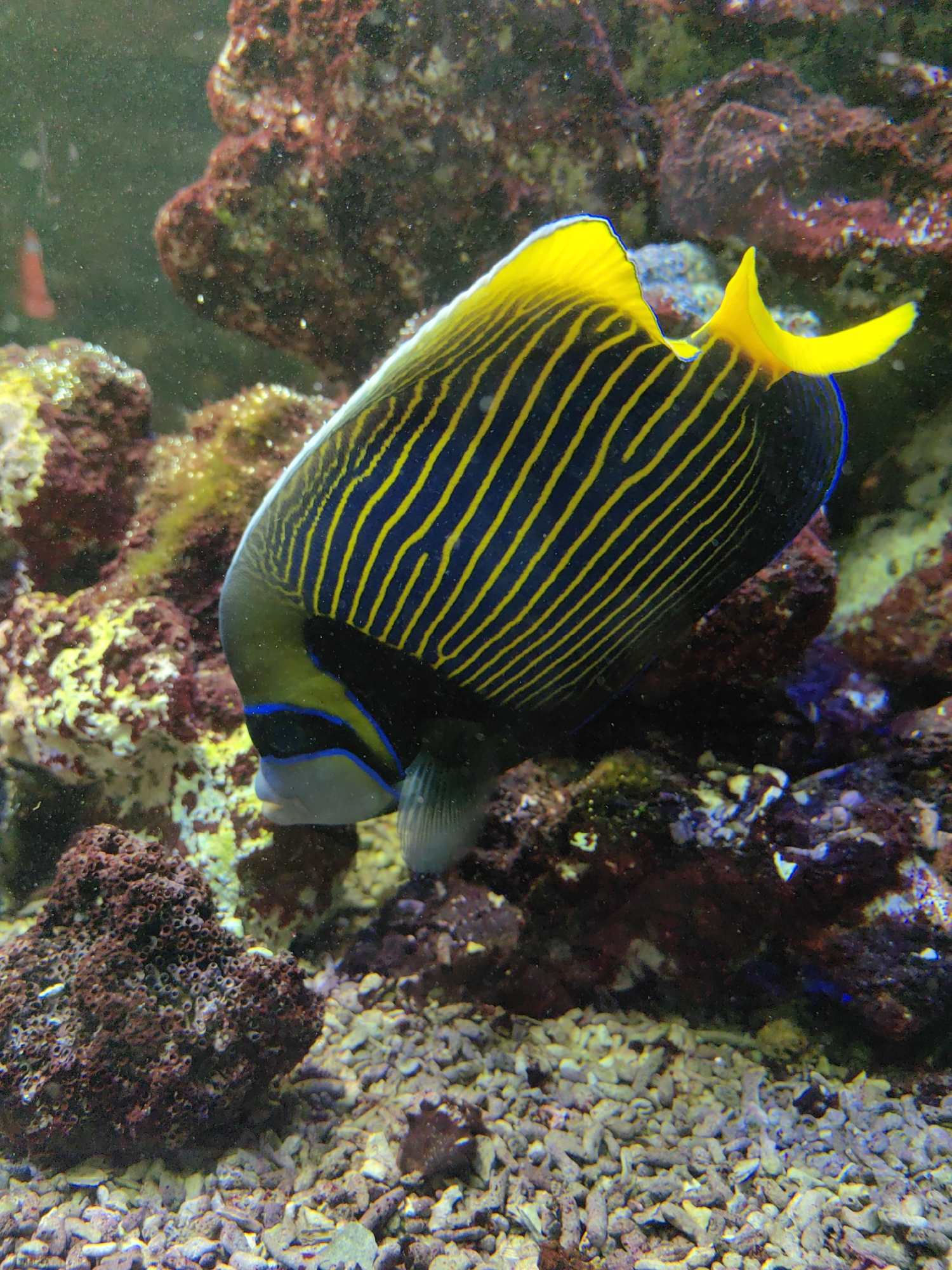 The image shows a close-up of an emperor angelfish swimming in an aquarium. The fish has a dark blue body with vibrant yellow stripes that run vertically. Its dorsal and caudal fins are primarily yellow, with some blue accents around the edges. The fish's face also has distinct blue markings. The background of the aquarium consists of various coral formations, with reddish-brown and green hues. The substrate at the bottom is composed of small, light-colored pebbles. The lighting appears to be artificial, creating a well-lit underwater environment. There are some small white particles suspended in the water, suggesting it's an active aquarium setting. The focus is on the fish, highlighting its striking coloration and form. No text is visible in the image.