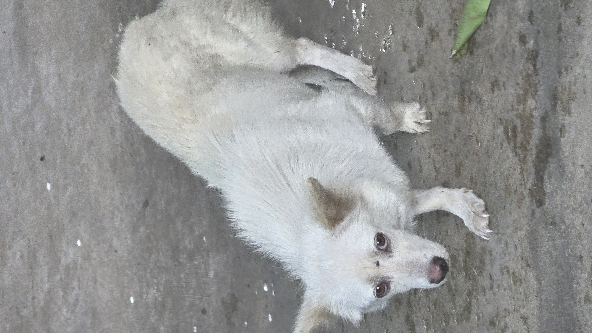 A white dog lies on a concrete surface. The dog is looking upwards towards the camera. The scene appears to be outdoors in a city, likely Ea Tê, Vietnam. A single green leaf is visible on the upper right corner of the image. There appear to be splatters of white paint on the concrete.