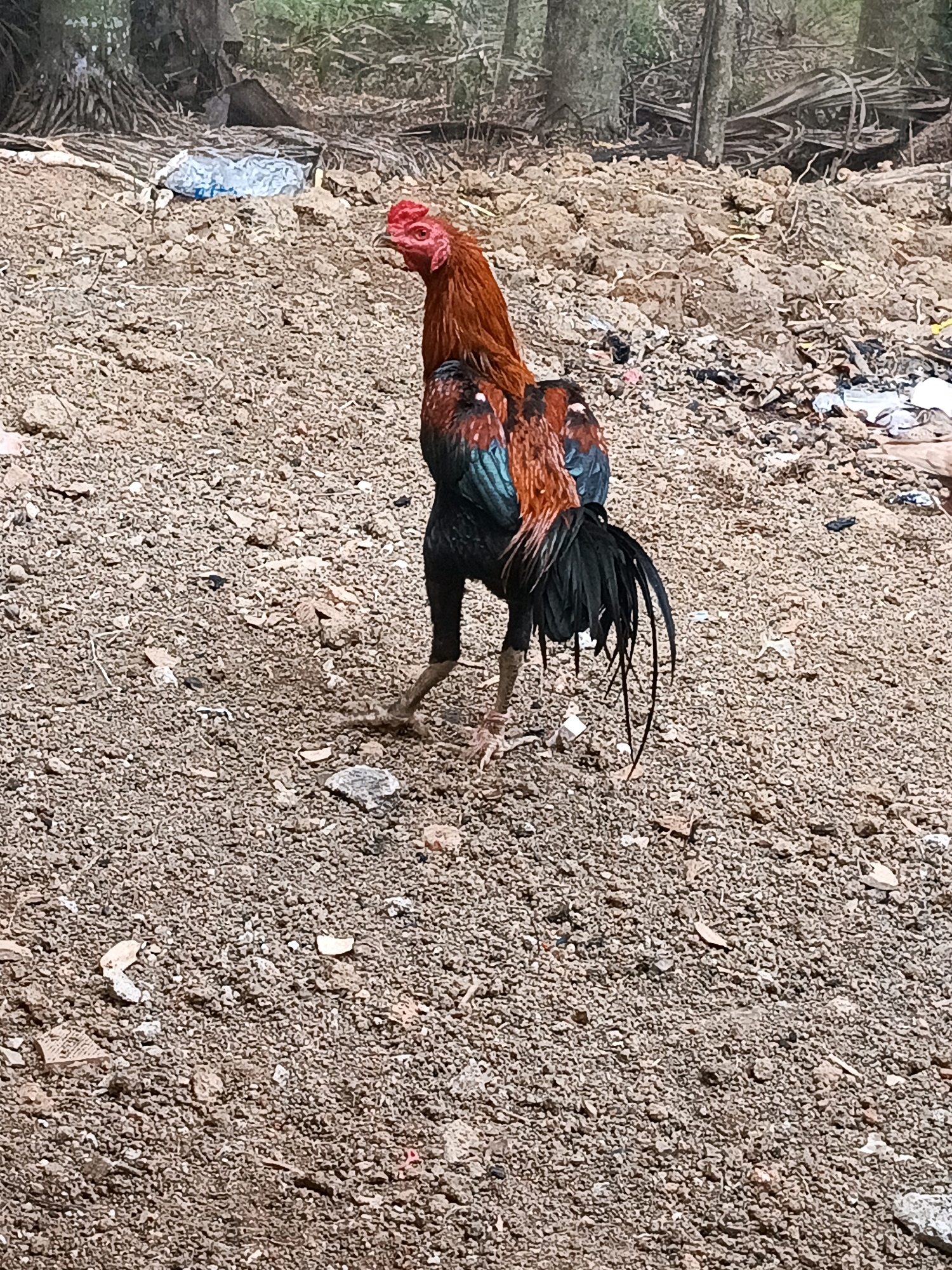 A rooster stands on a dirt ground in Megang Sakti I, Indonesia. The rooster is predominantly brown and black with red accents on its head and neck. It is facing to the left, with its head slightly tilted. The ground is covered with small stones and dirt, with some scattered debris in the background, including plastic bags and what appears to be wood. The background shows trees and foliage.