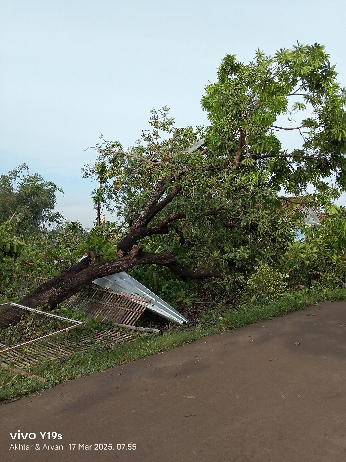 A large tree has fallen across a paved road in Kecamatan Anjatan, Indonesia. The tree is blocking the road, and its branches are resting on a metal sheet roofing. The tree's trunk is visible in the foreground, with its leaves obscuring the view of the surrounding environment. The image was captured on March 17, 2023, at 07:55.